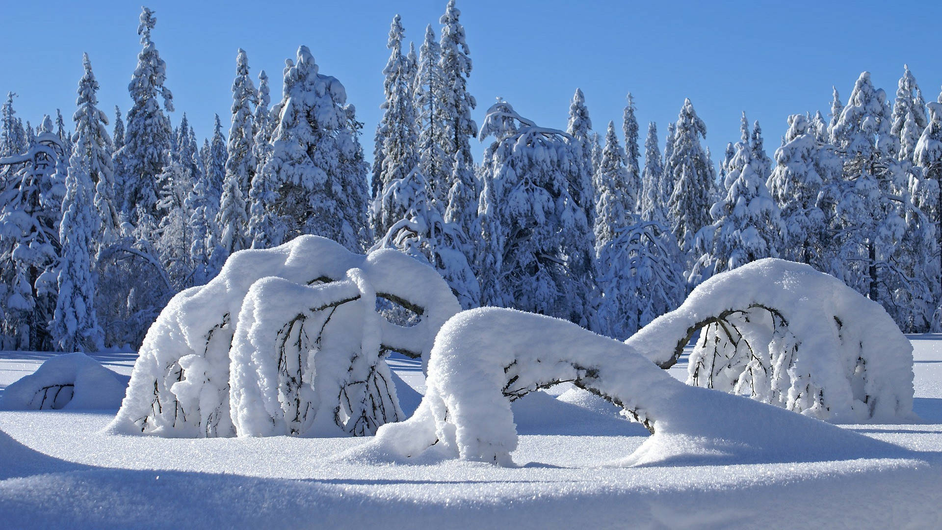 snow-covered forest, gnarled tree branches, forest floor, Full HD Desktop Wallpaper