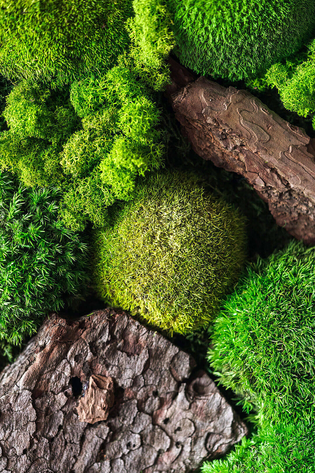 Full Screen HD, green moss, textured brown bark, HD Phone Wallpaper