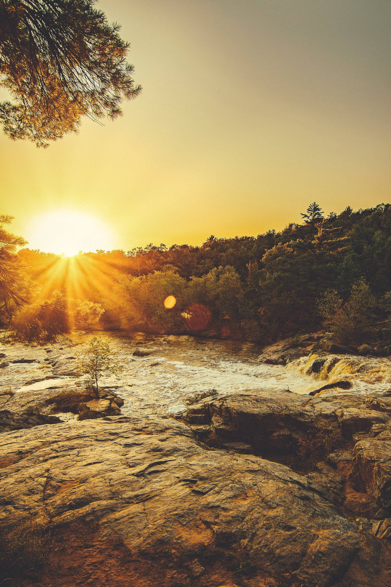 Full Screen HD, sunrays, trees, Full HD Phone Wallpaper