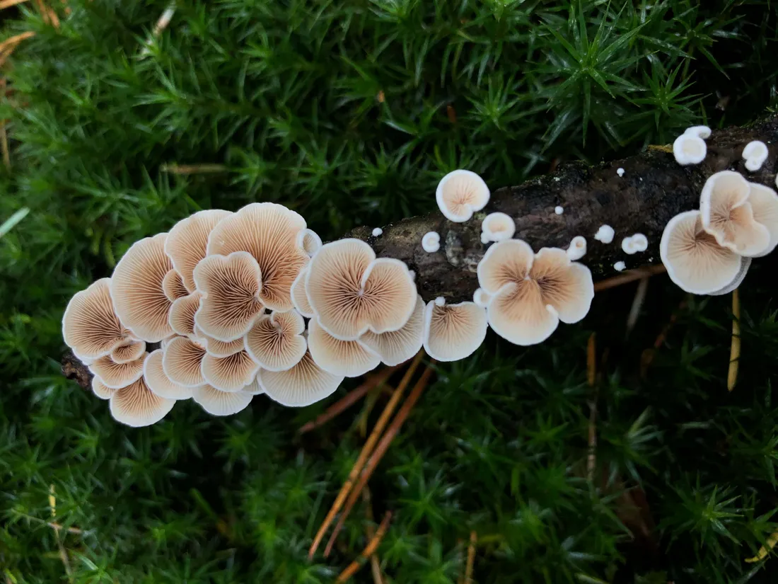 Fungus