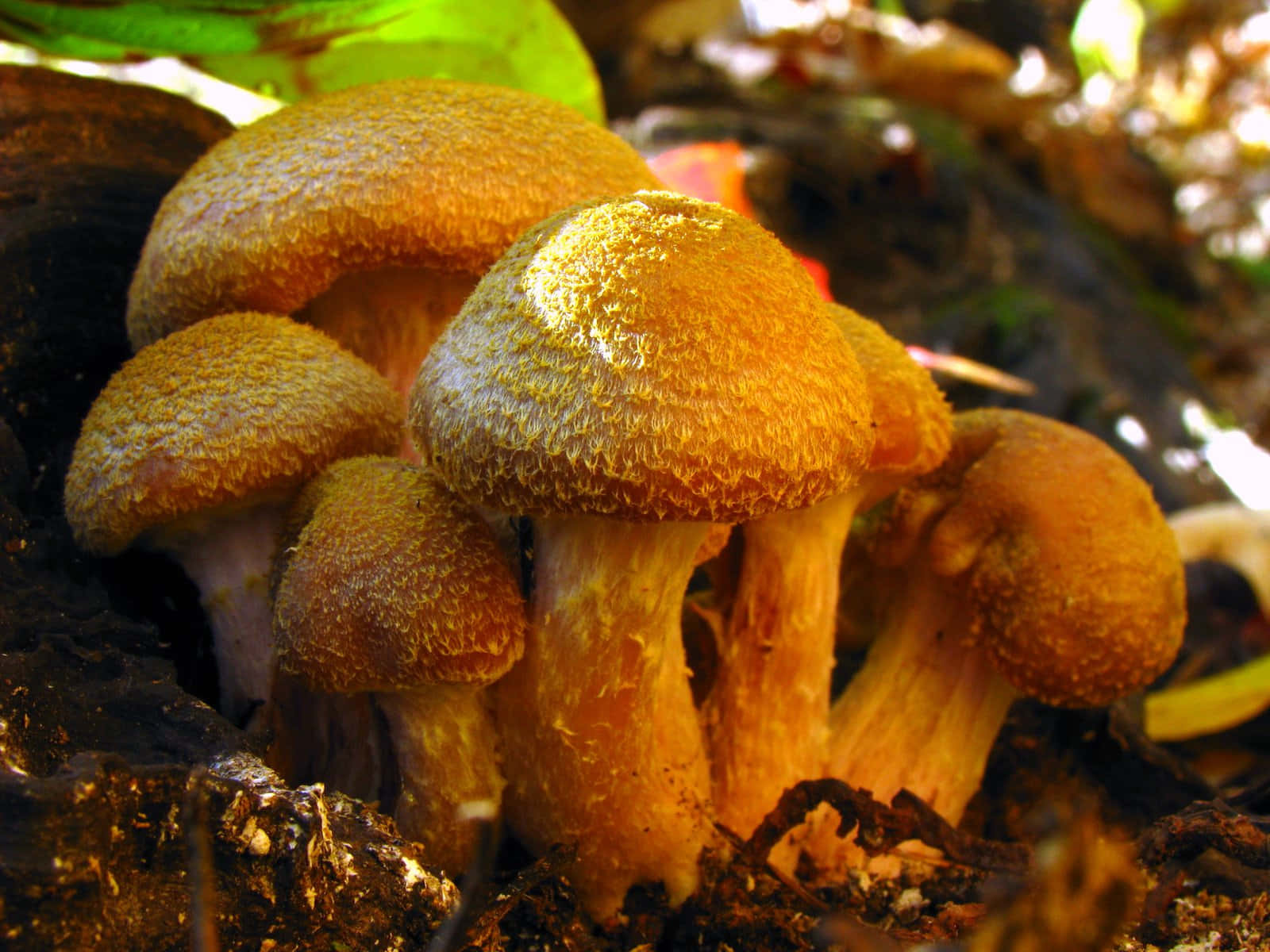 humungous fungus, hairy cap, golden textured mushrooms, HD Desktop Wallpaper