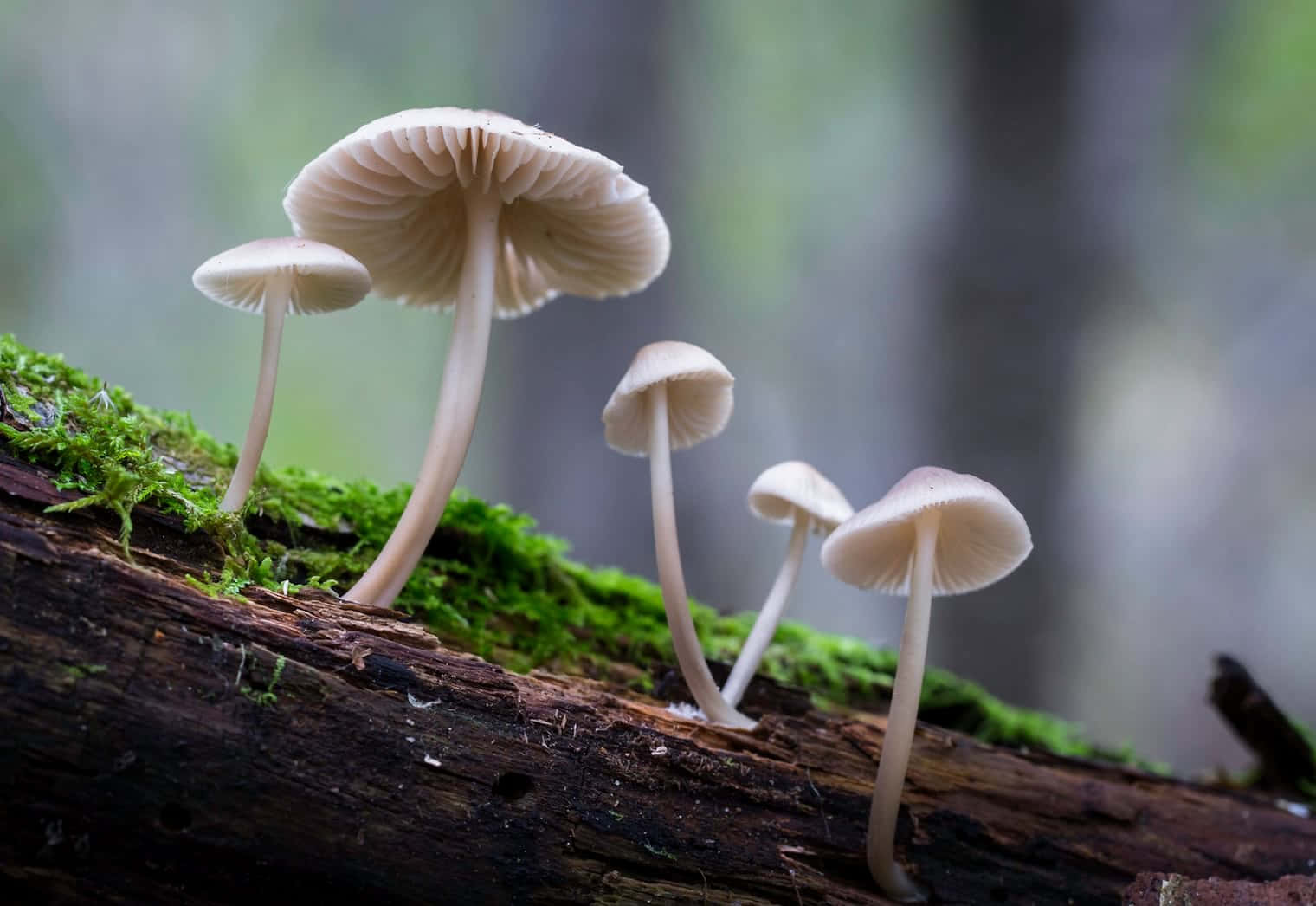 bonnet mushroom, damp tree, mossy log, HD Desktop Wallpaper