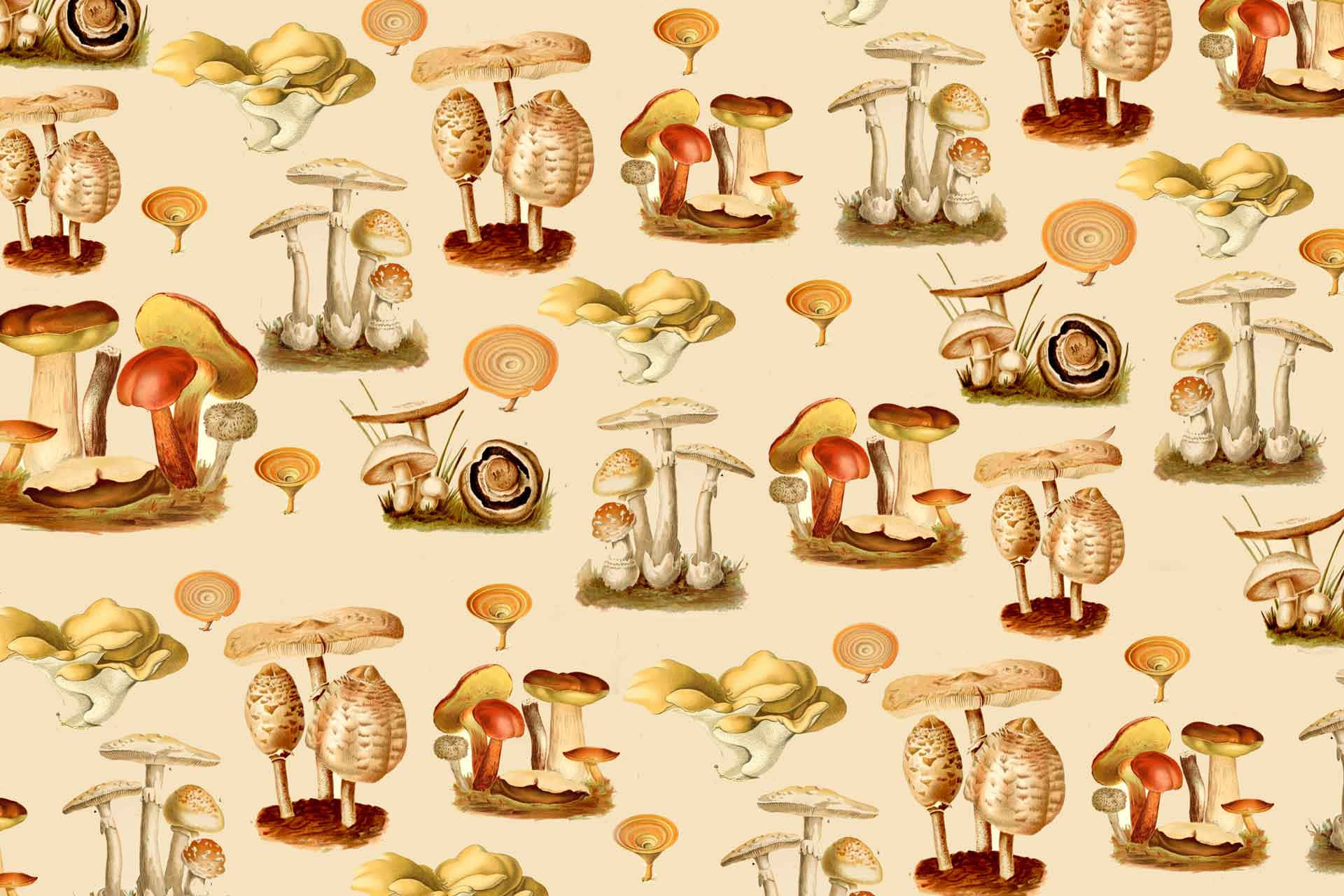 Fungus, vintage botanical illustration, mushrooms, Full HD Desktop Wallpaper