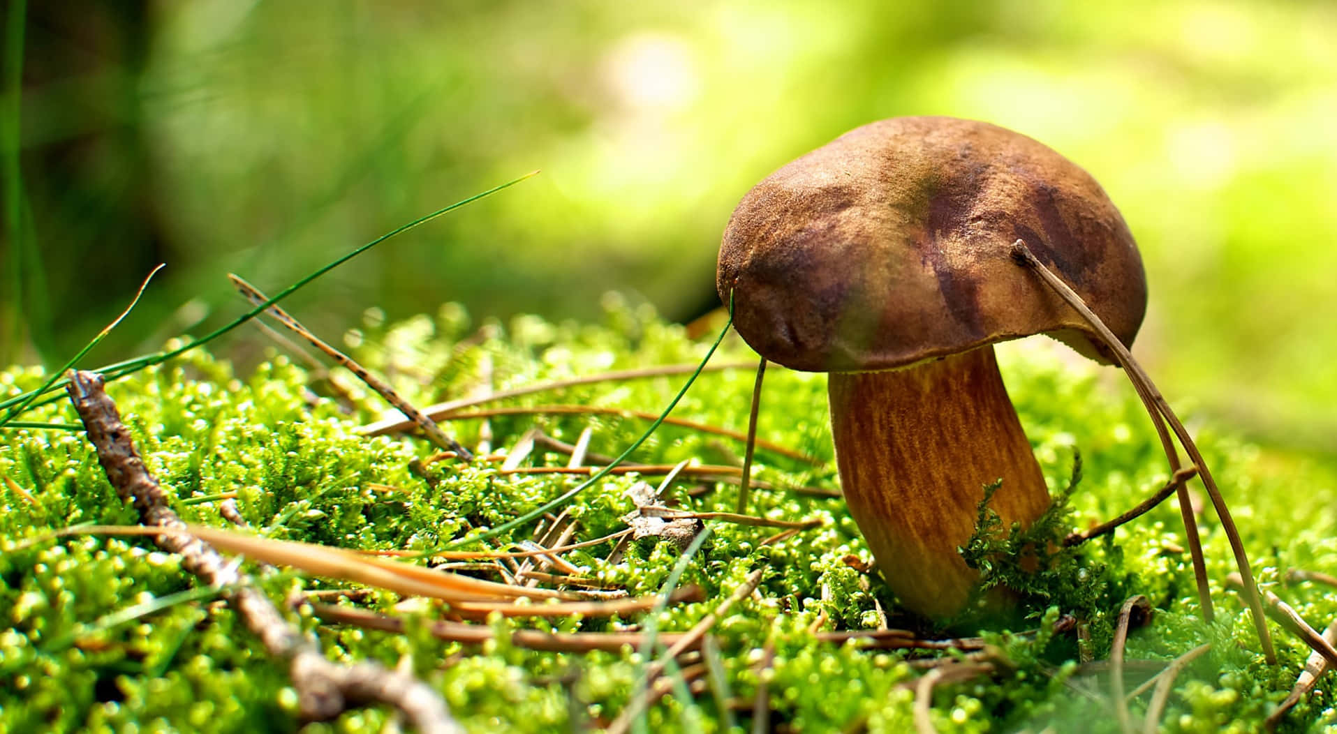 Boletus mushroom, brown cap, stalk fungus, HD Desktop Wallpaper