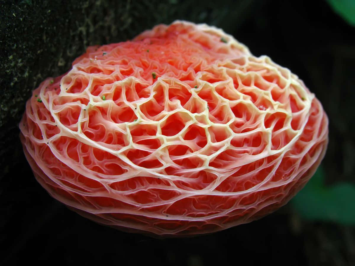 wrinkly peach mushroom, reticulated cap, coral-red, SD Desktop Wallpaper