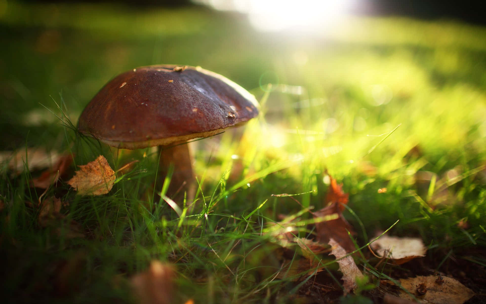 Boletus mushroom, grassland, golden sunlight, Full HD Desktop Wallpaper