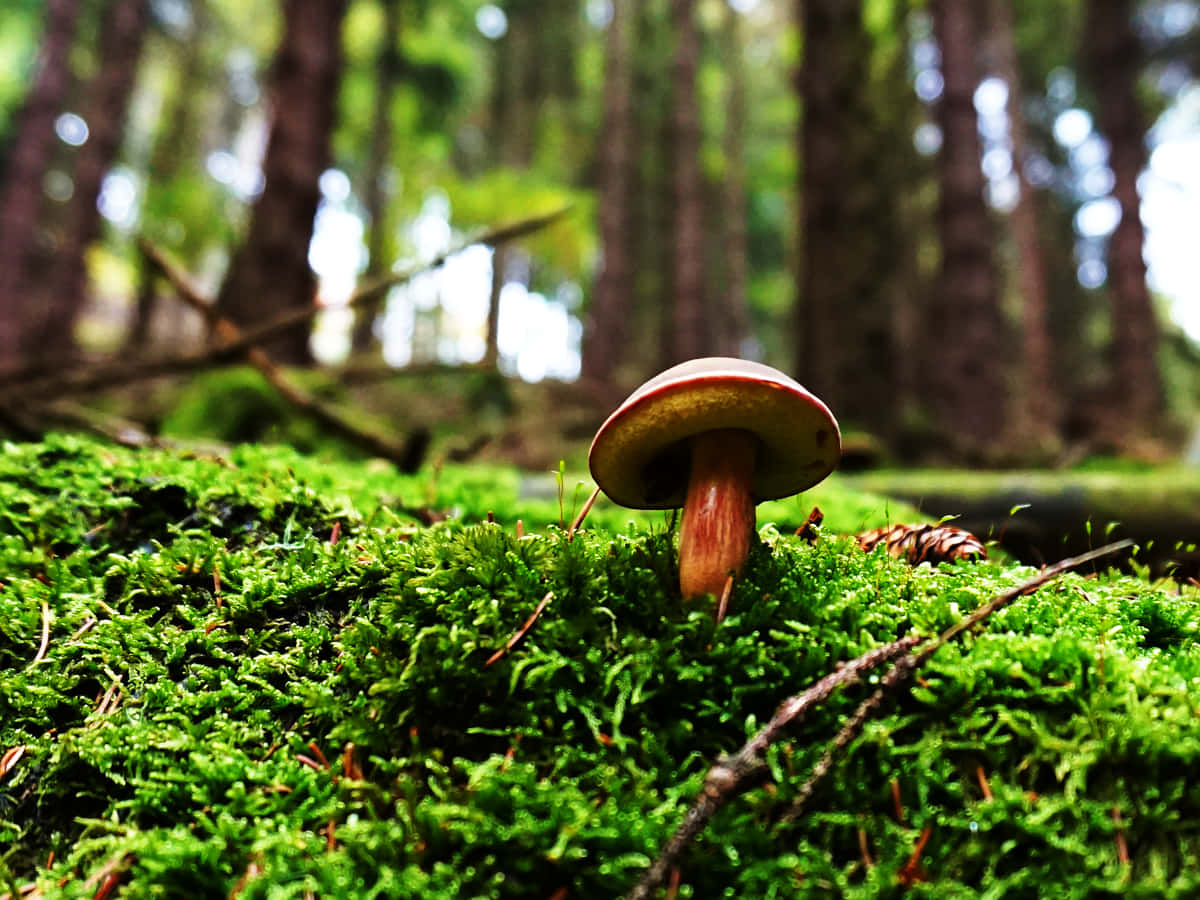 boletus mushroom, mossy forest ground, reddish cap, SD Desktop Wallpaper