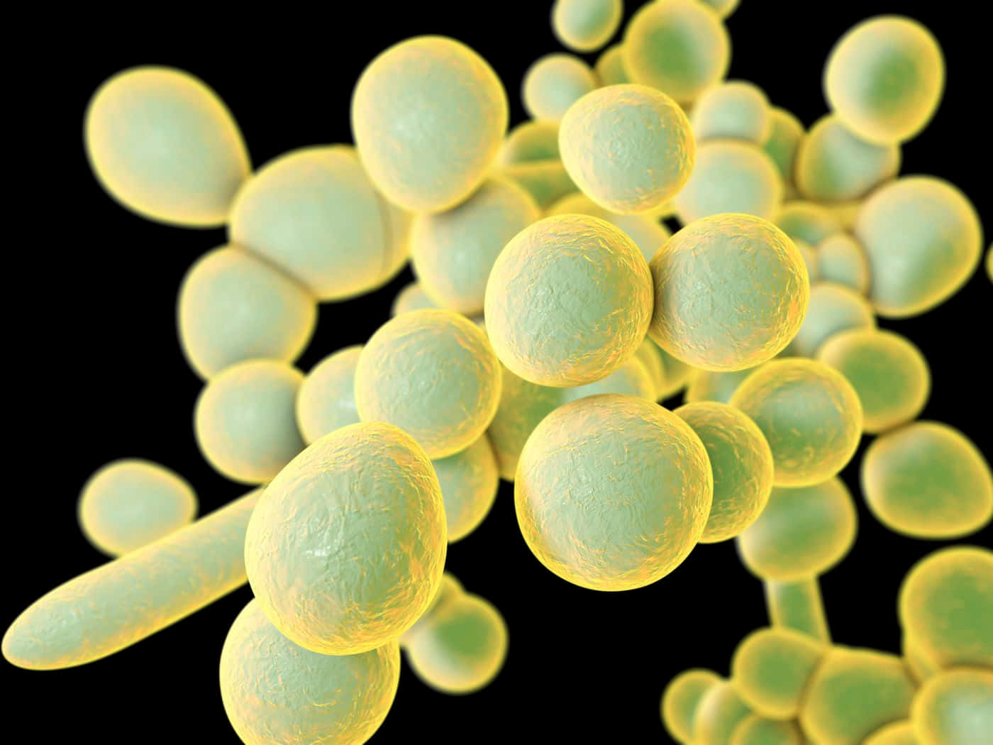 unicellular fungus, yeast, glowing yellow-green, HD Desktop Wallpaper
