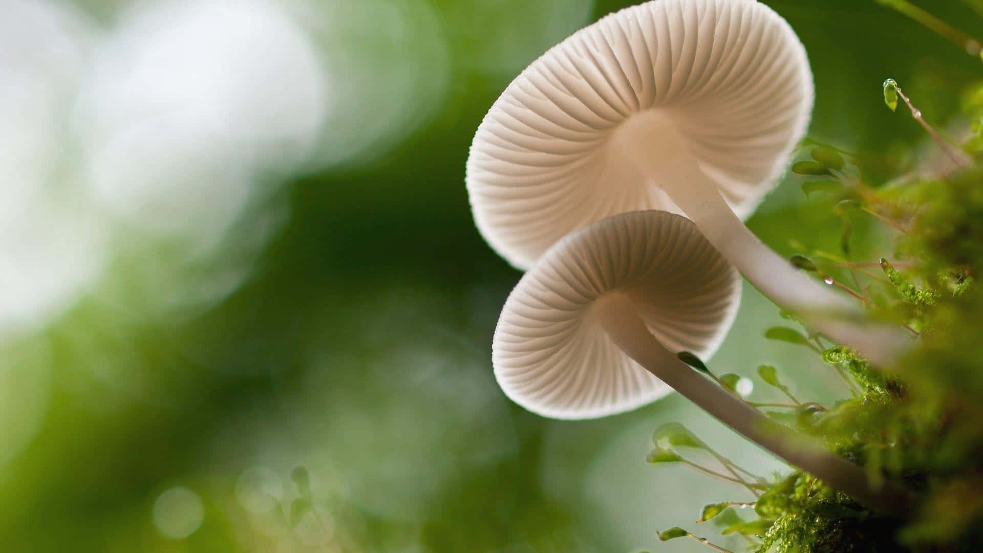 bonnet mushroom fungus, white mushrooms, gills, Full HD Desktop Wallpaper