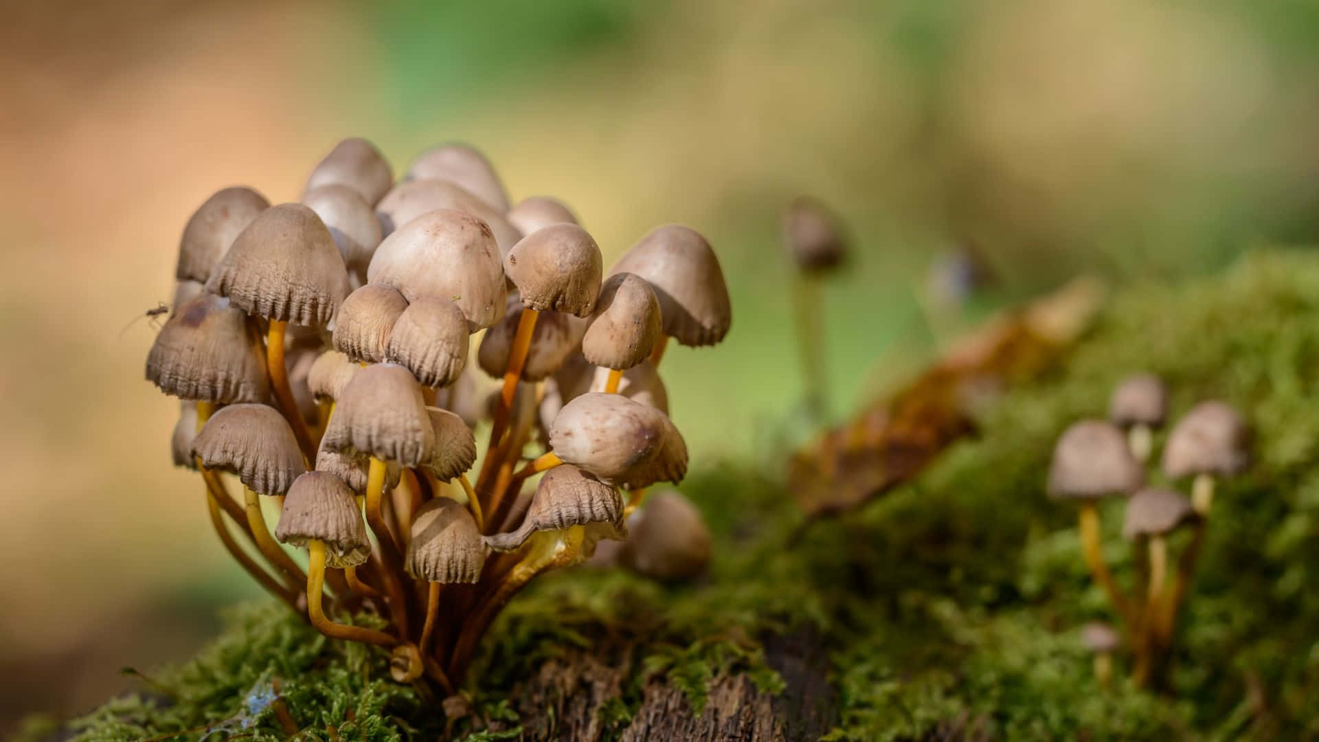 Panaeolus cyanescens, brown mushrooms, yellow stems, Full HD Desktop Wallpaper