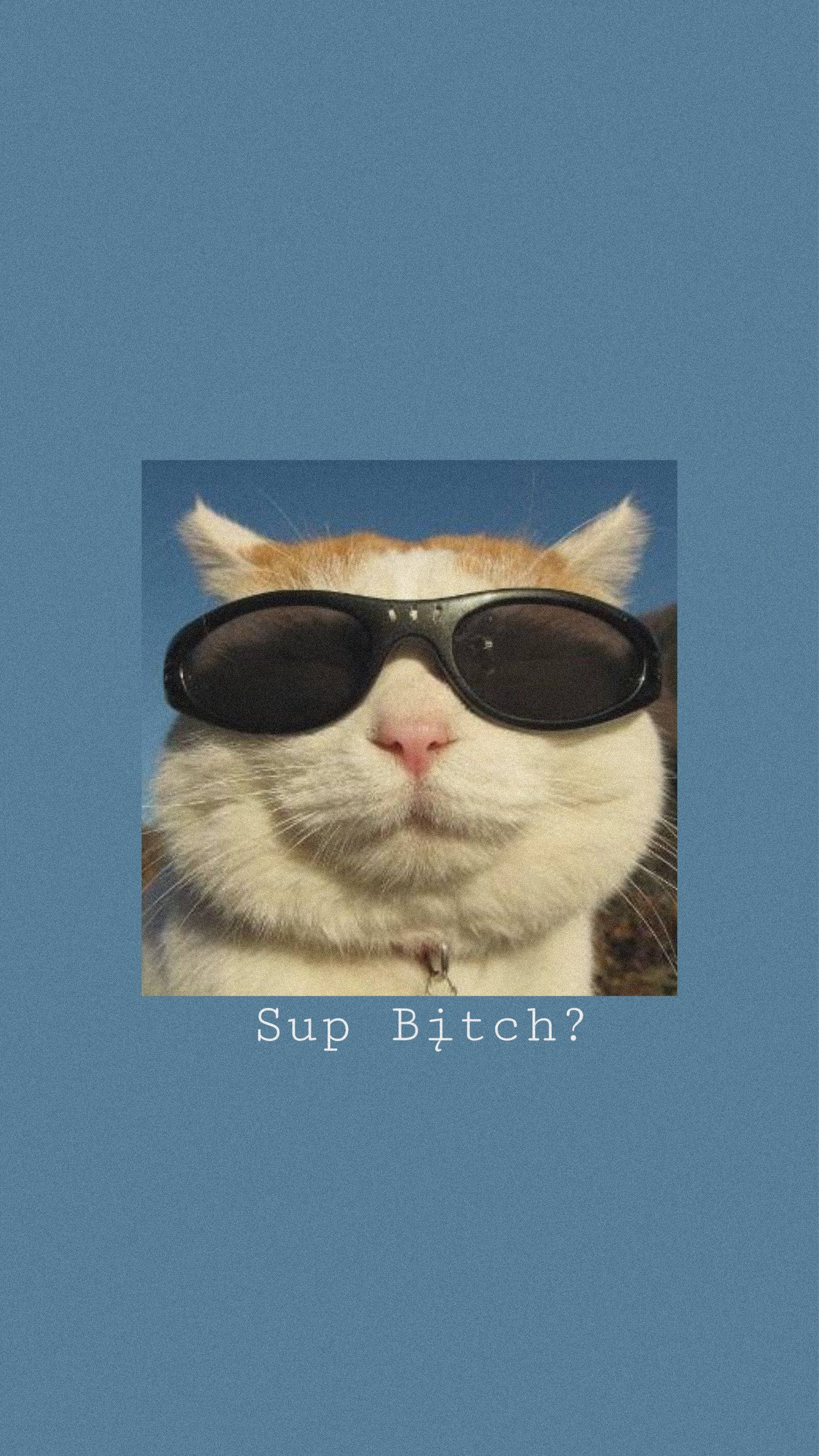 Funny Cath Aesthetic, fluffy orange and white cat, oversized black sunglasses, 2K Phone Wallpaper