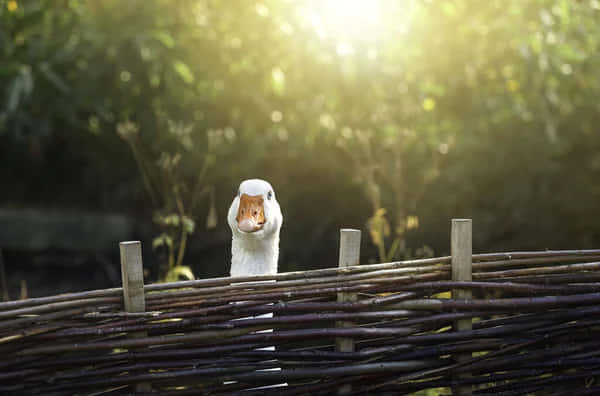 funny goose, rustic woven fence, golden sunlight, SD Desktop Wallpaper