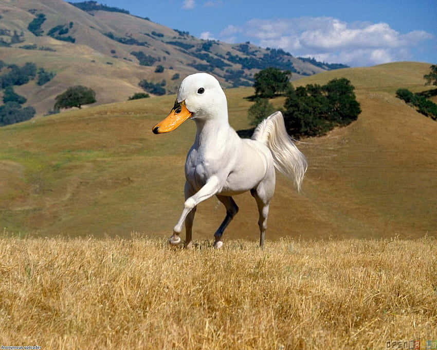 Funny Goose Head On Horse, surreal white horse, duck's head, SD Desktop Wallpaper