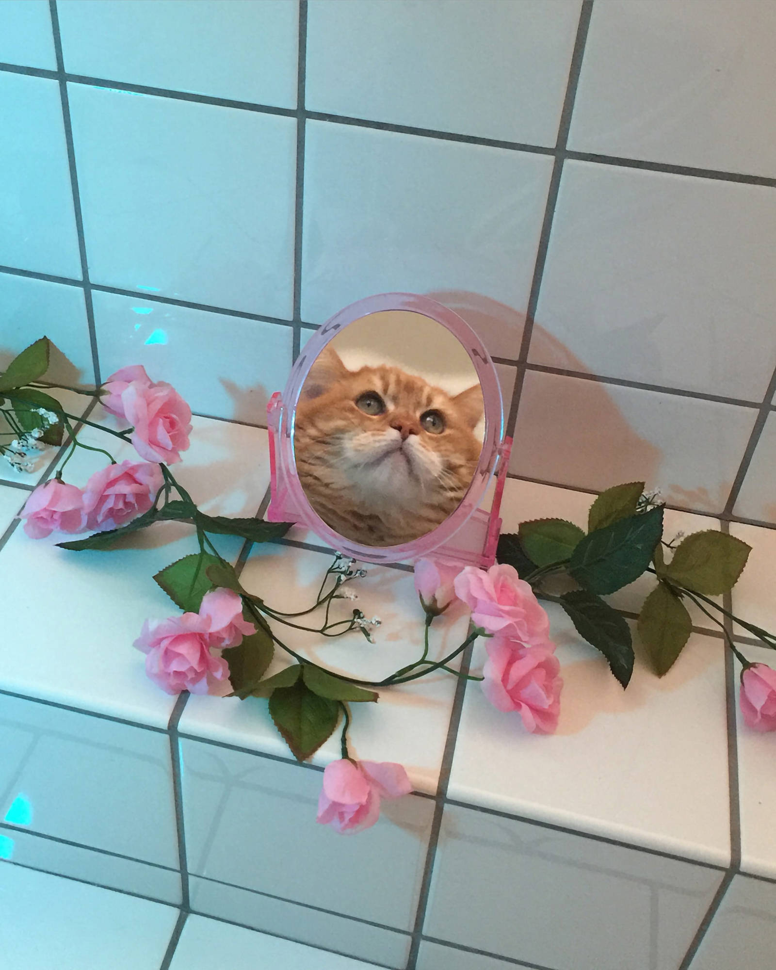funny mirror cat aesthetic, pink-framed mirror, pink roses, Full HD Phone Wallpaper