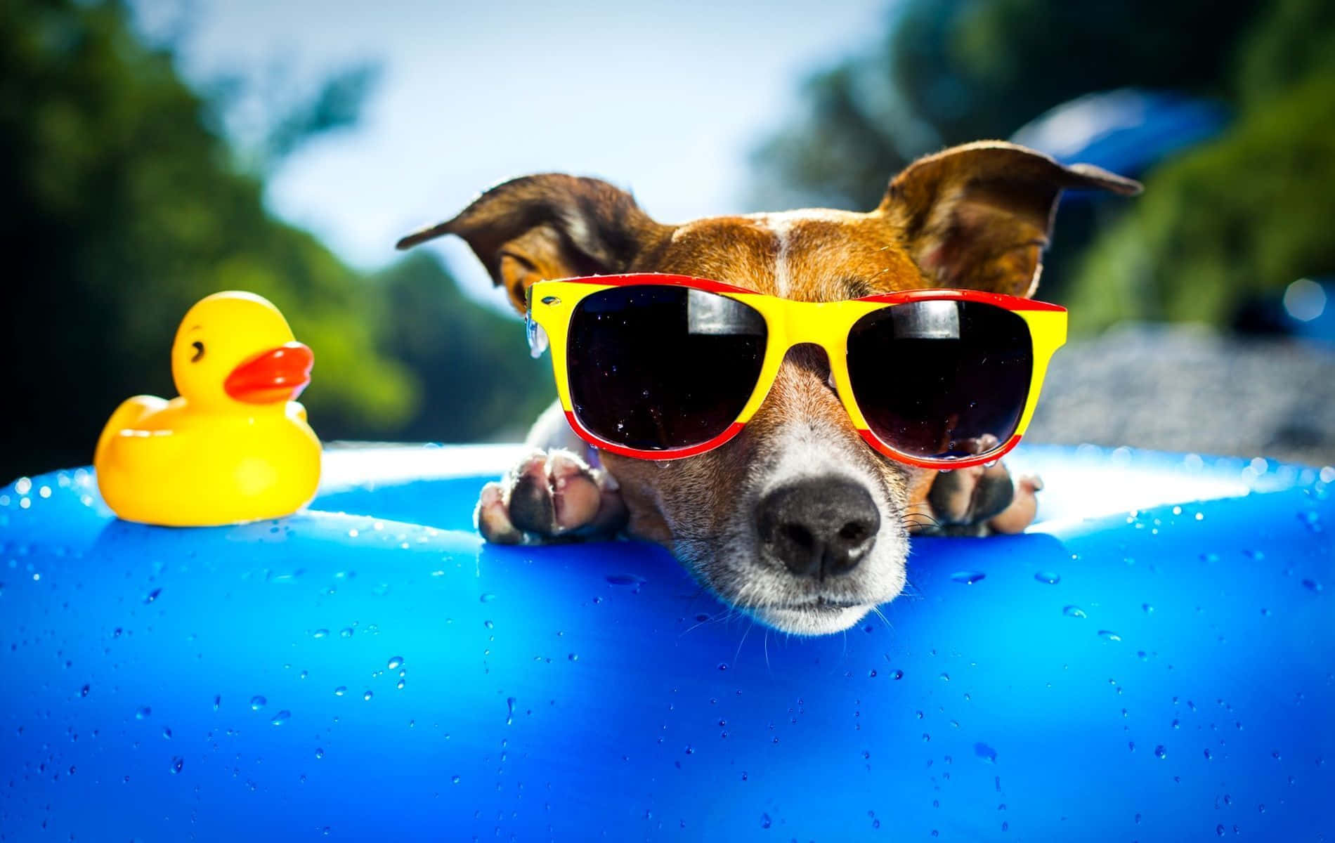 jack russell terrier, oversized yellow sunglasses, blue inflatable pool, HD Desktop Wallpaper