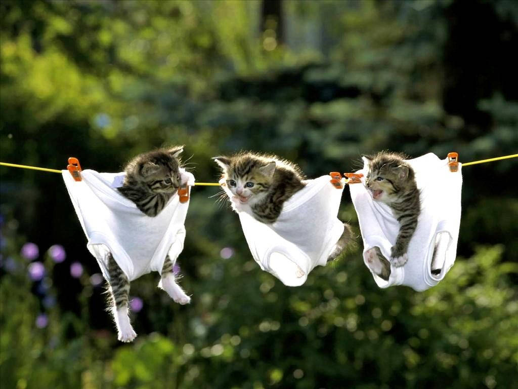 tabby kittens, white shirts, yellow clothesline, SD Desktop Wallpaper