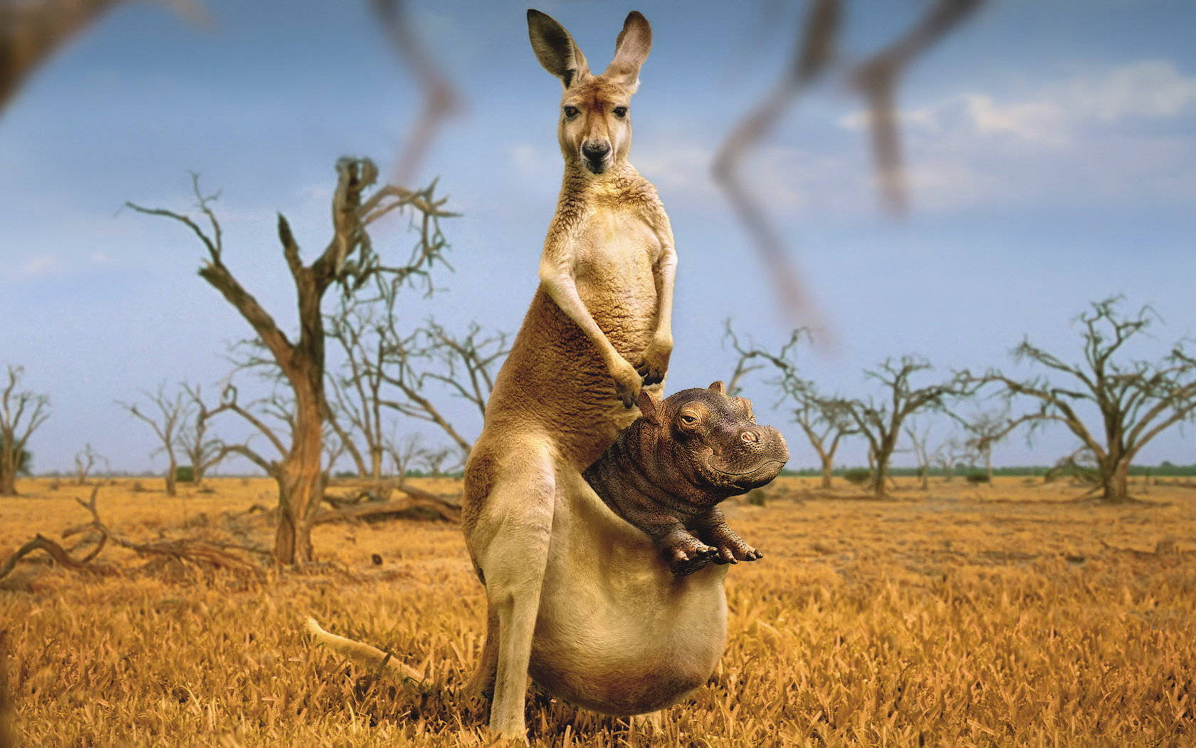 hippo, kangaroo, pouch, HD Desktop Wallpaper