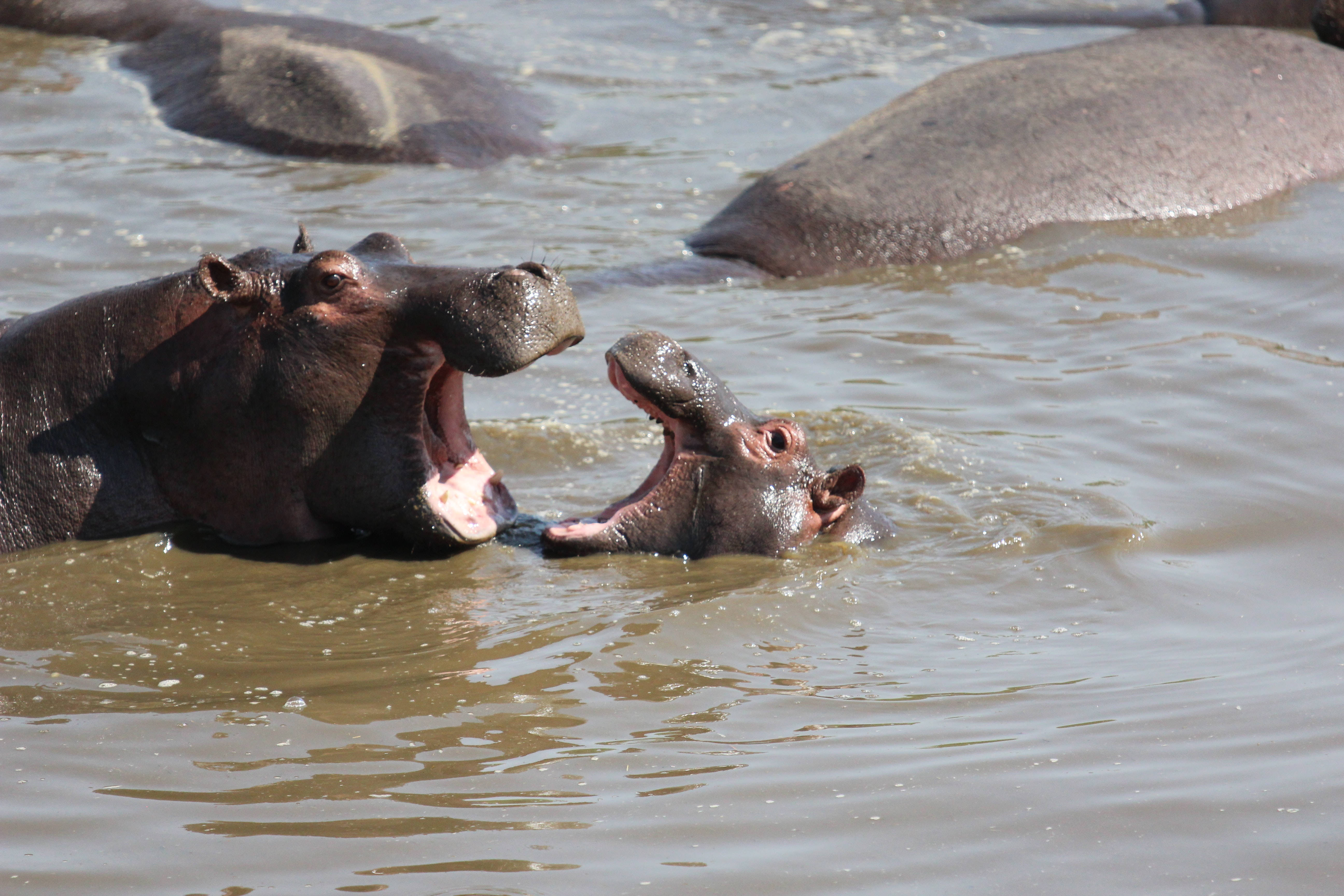 funny hippo animals, swamp, murky water, 5K Desktop Wallpaper
