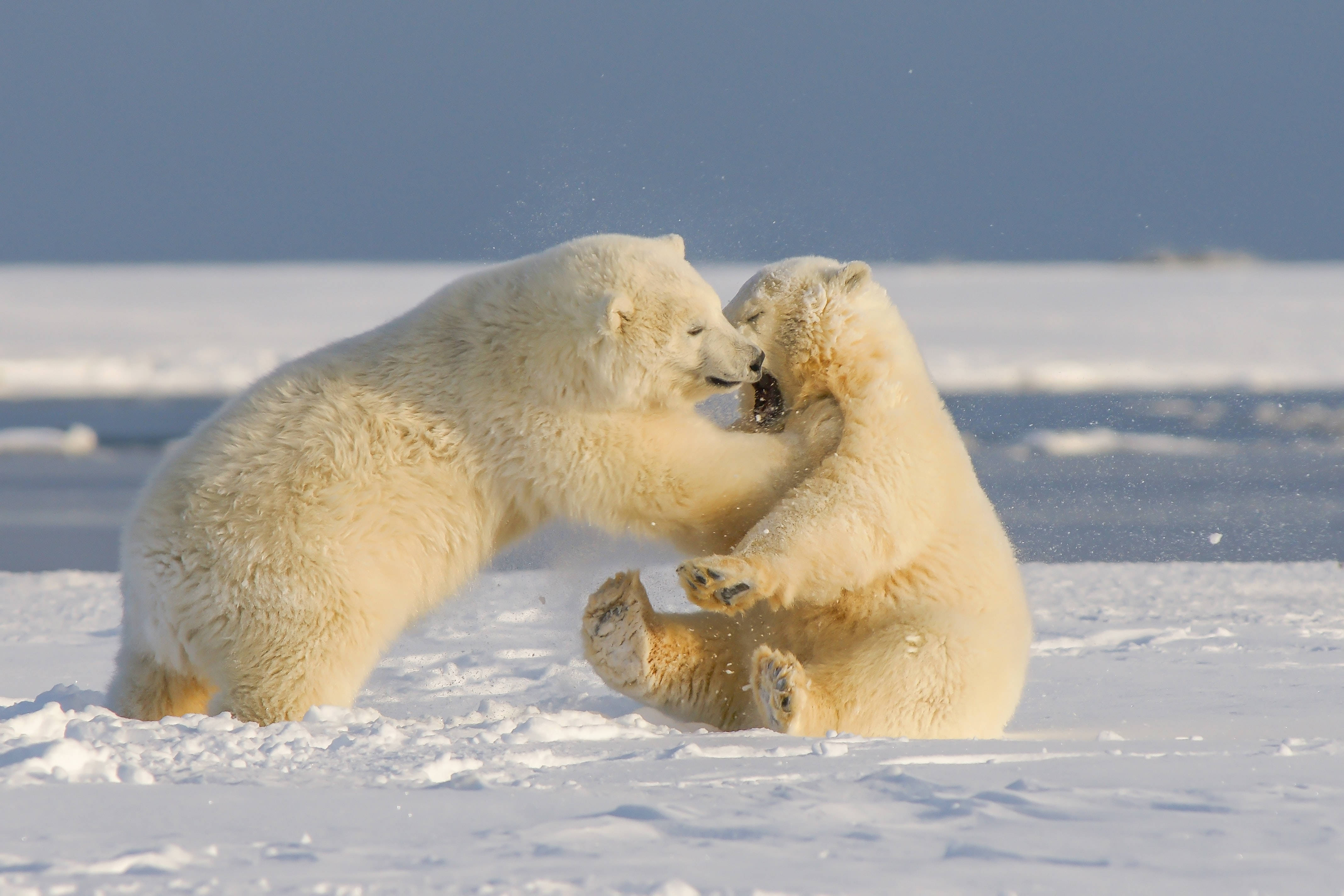 polar bears, snowy tundra, frozen plain, 4K Desktop Wallpaper