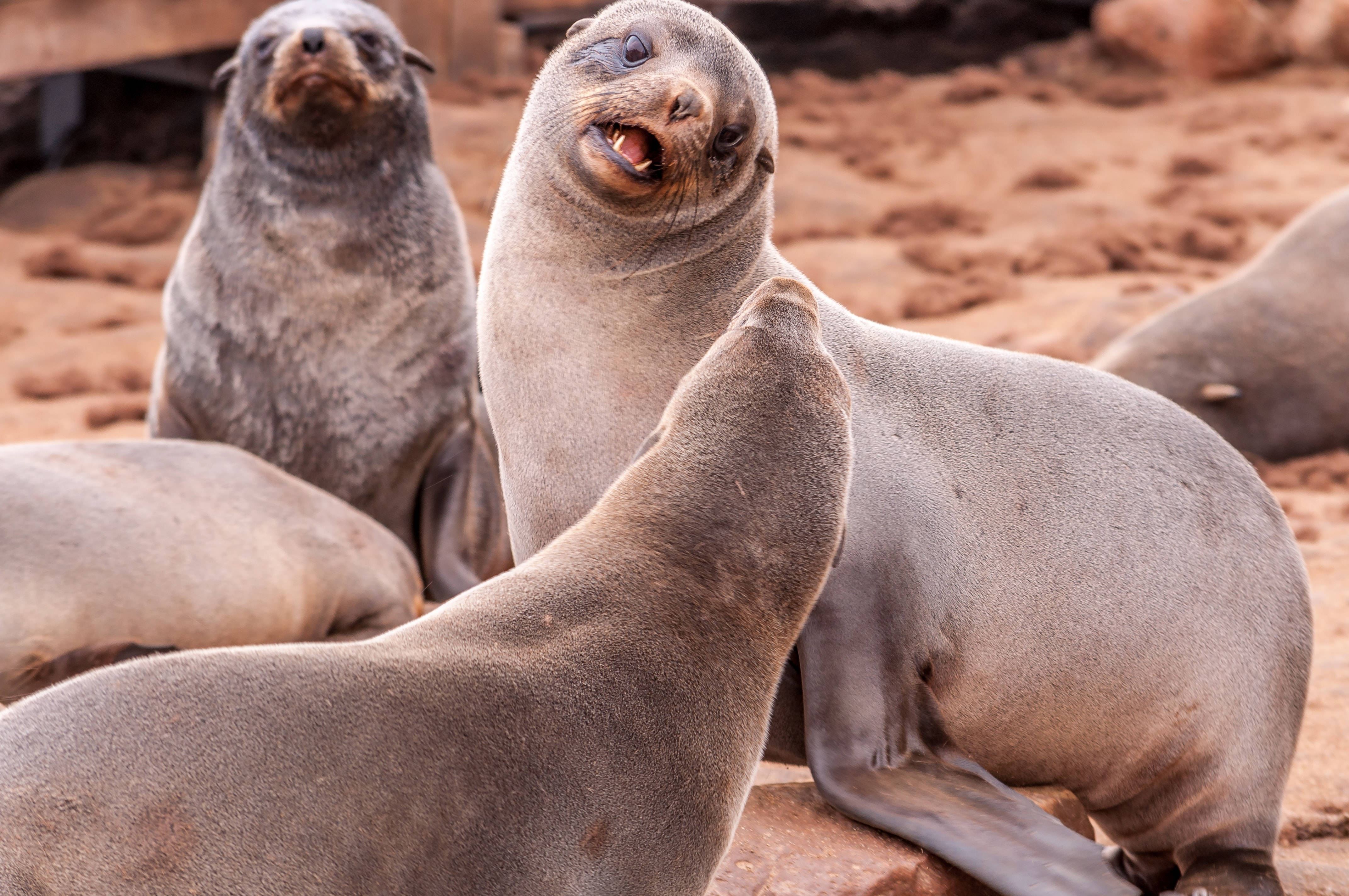 sea lion pup, open mouth, sunlit sandy beach, 4K Desktop Wallpaper