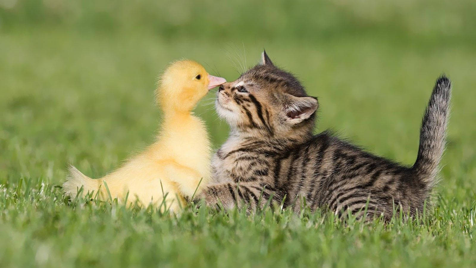 funny animals, yellow duckling, striped tabby kitten, HD Desktop Wallpaper