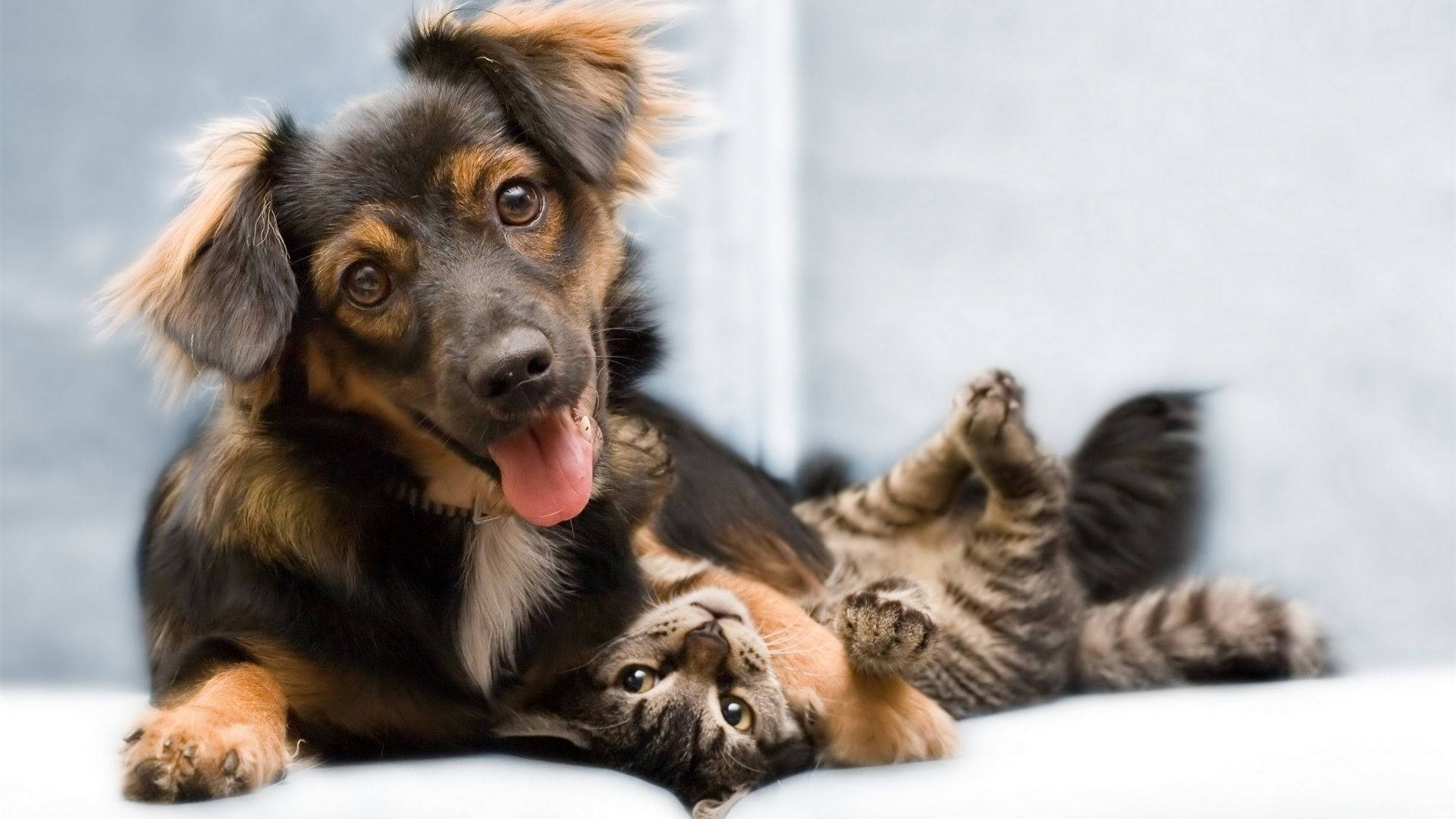 black and tan dog, tabby cat, soft gray background, Full HD Desktop Wallpaper