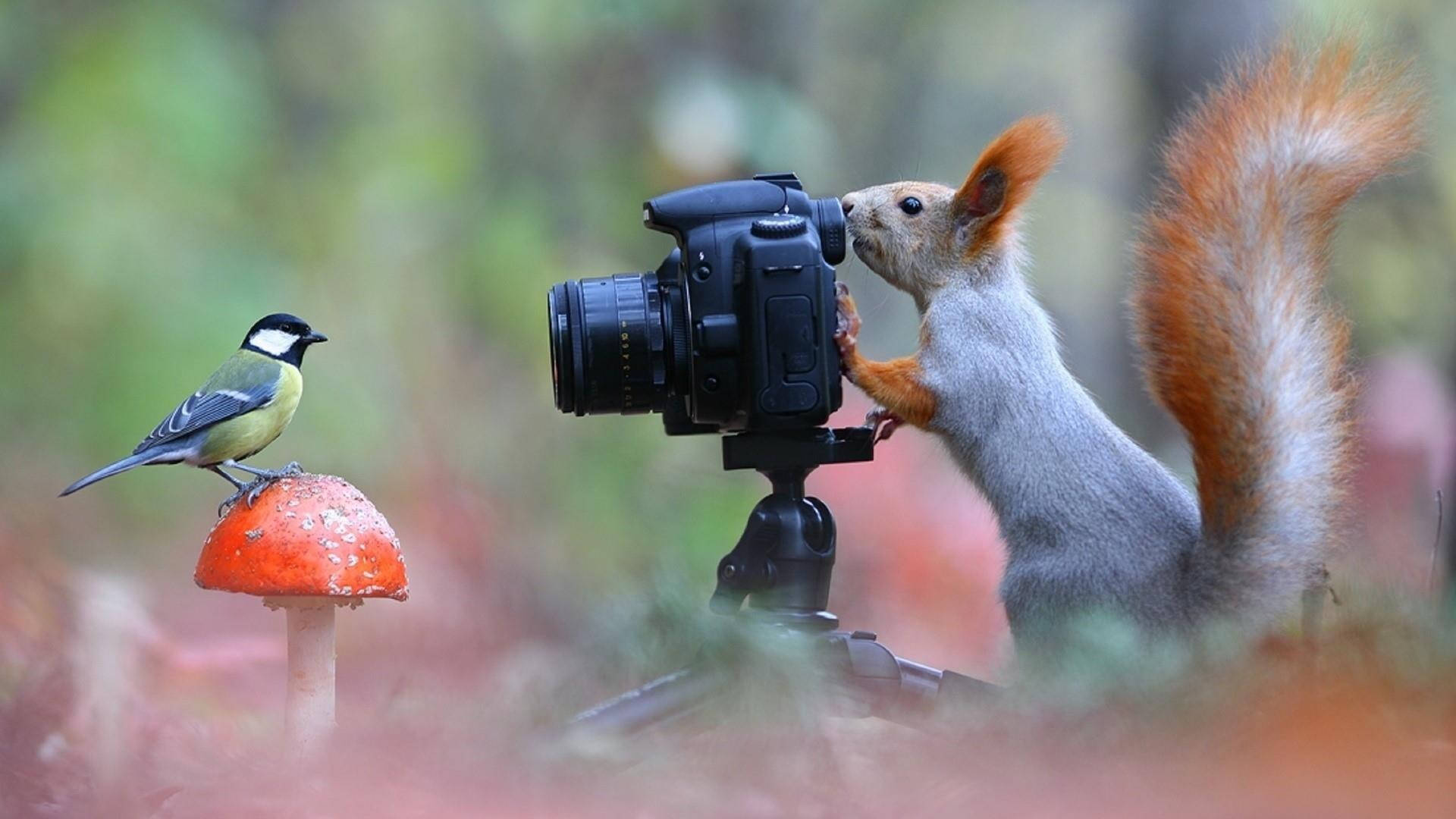 red squirrel, tit, bright orange mushroom, Full HD Desktop Wallpaper
