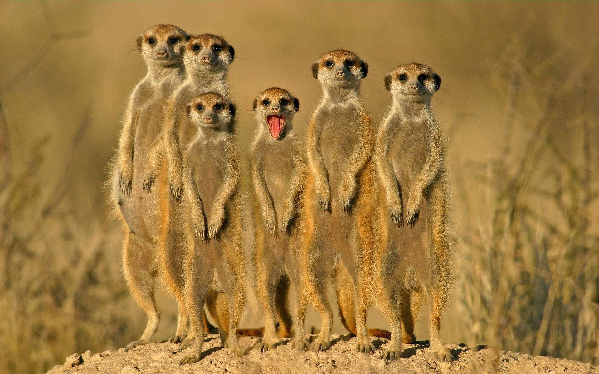 meerkat, rocky mound, golden grassland, Full HD Desktop Wallpaper