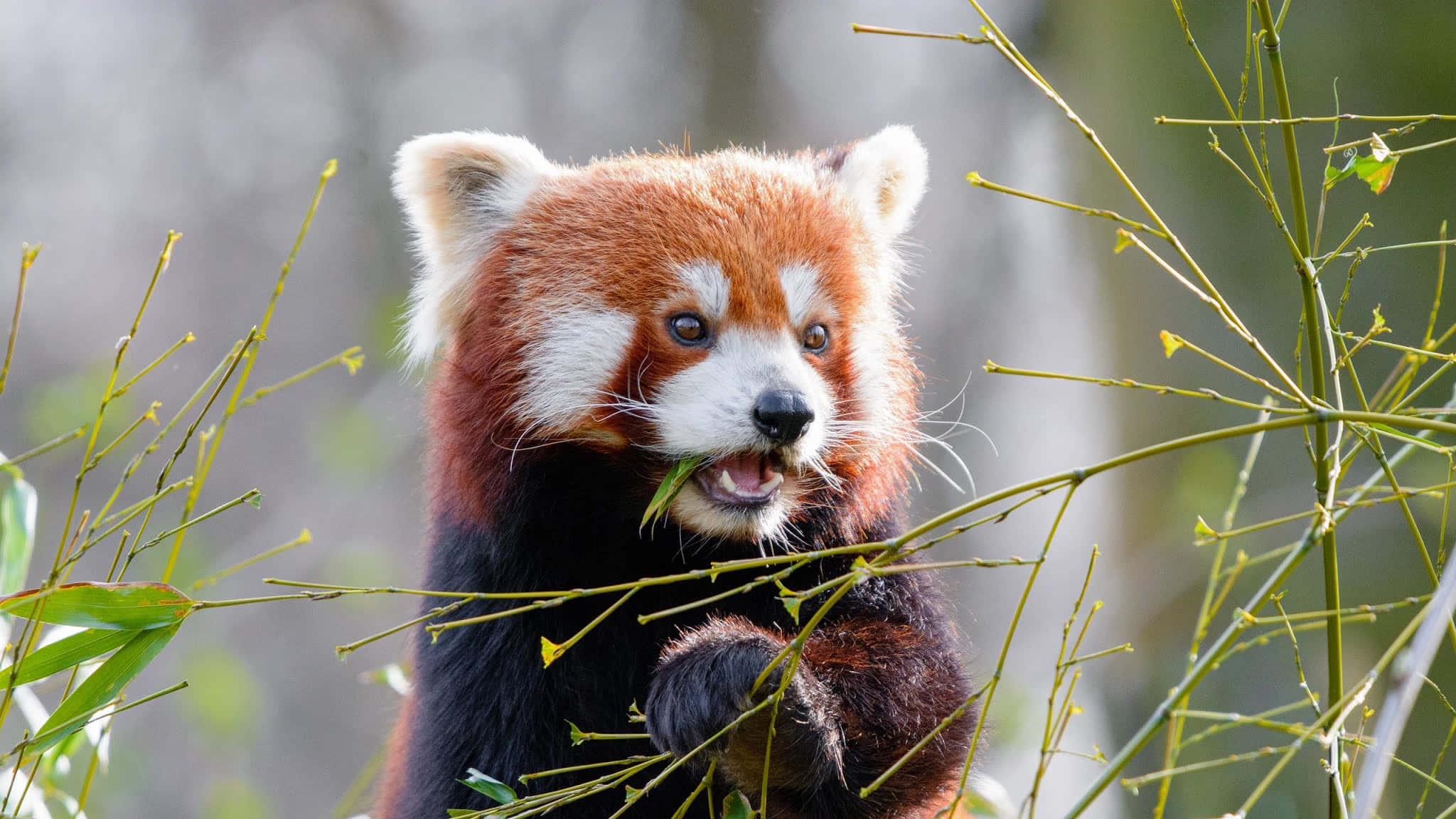 red panda, bamboo, green branches, Full HD Desktop Wallpaper
