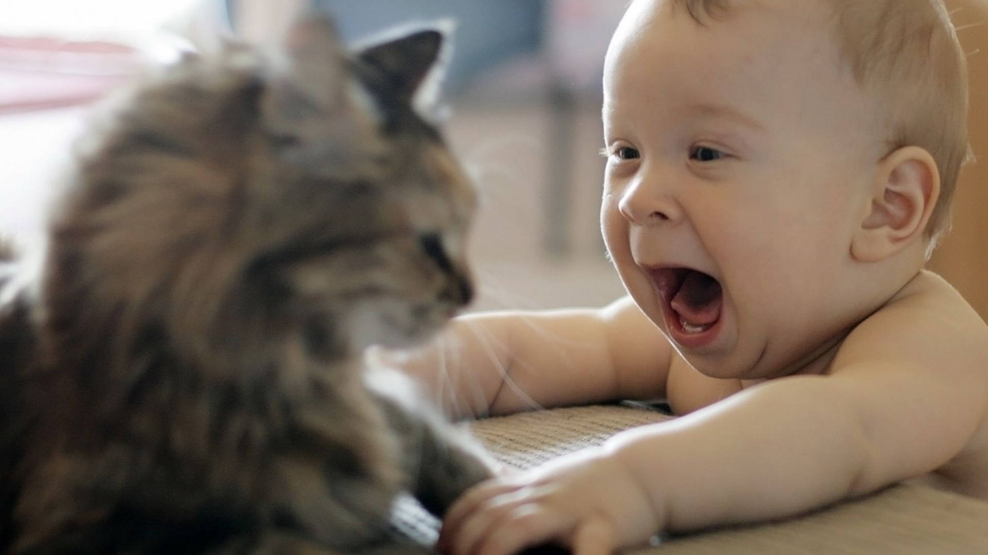 Funny Baby, cat, fluffy tabby cat, Full HD Desktop Wallpaper