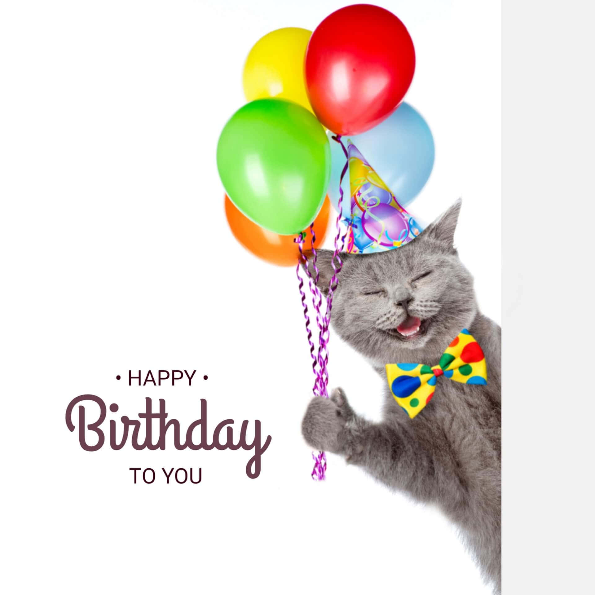 gray cat, party hat, bowtie, Full HD Desktop Wallpaper