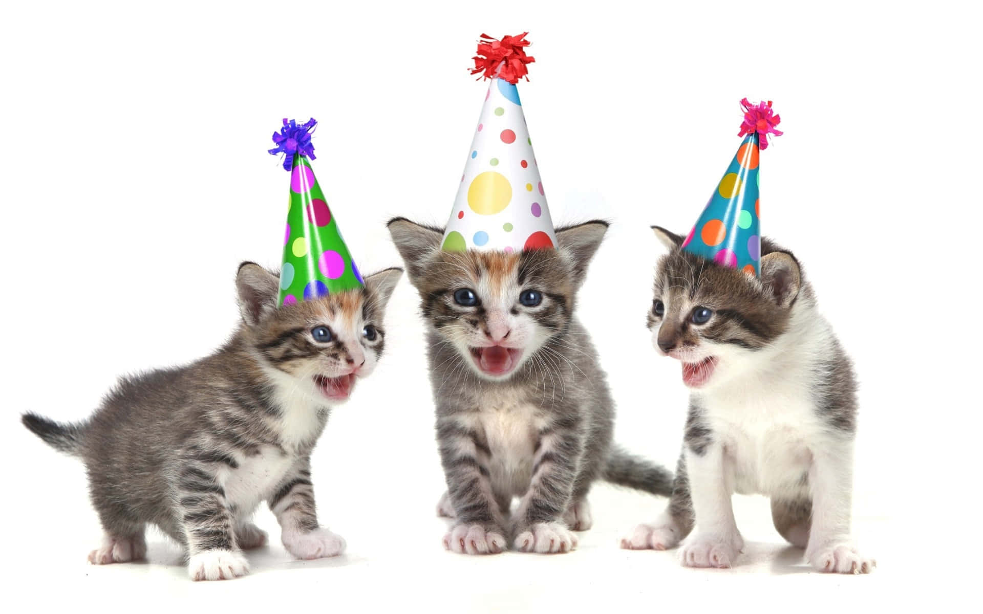 kittens, tabby kittens, colorful polka-dot party hats, Full HD Desktop Wallpaper