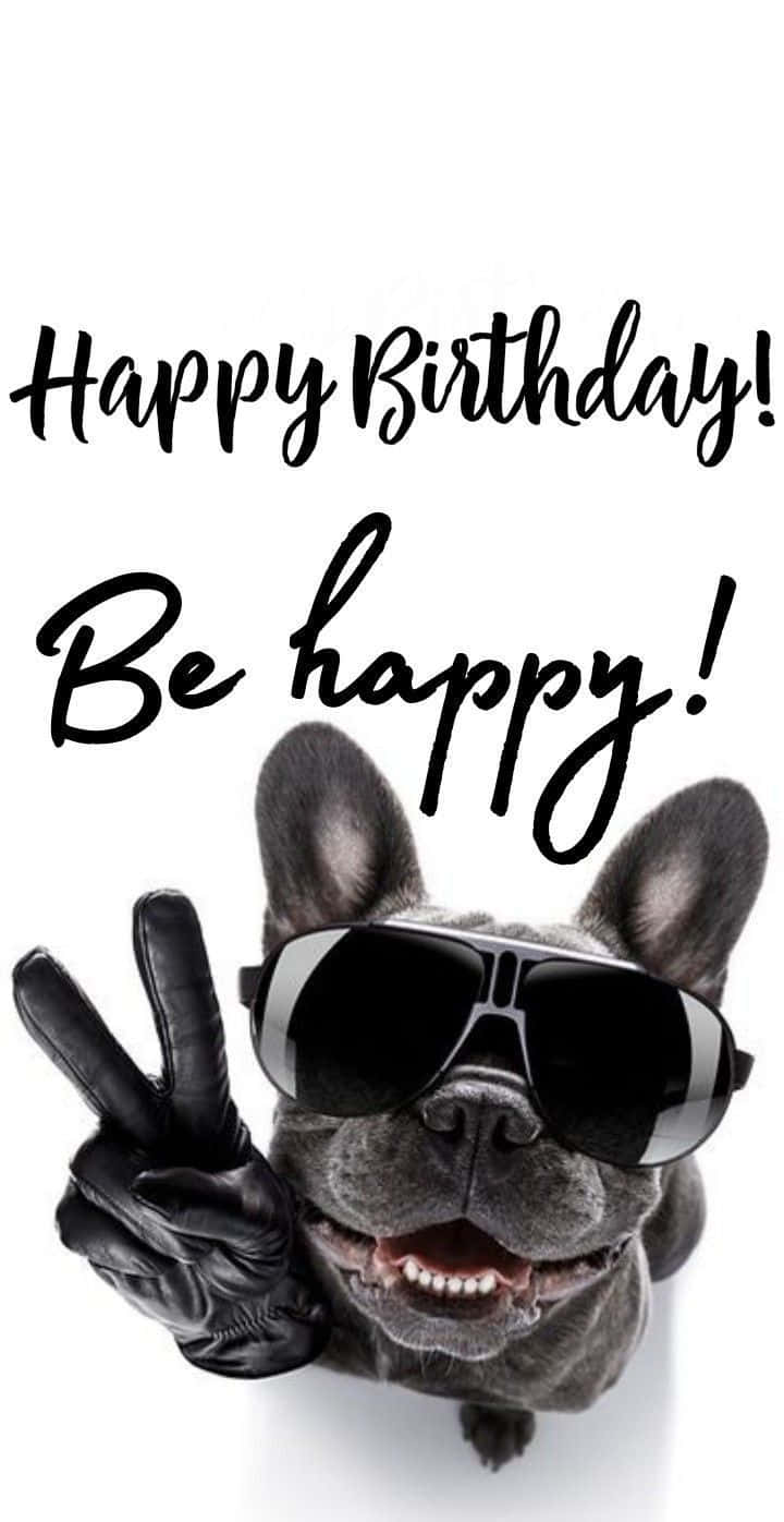 gray French bulldog, black sunglasses, leather gloves, HD Phone Wallpaper