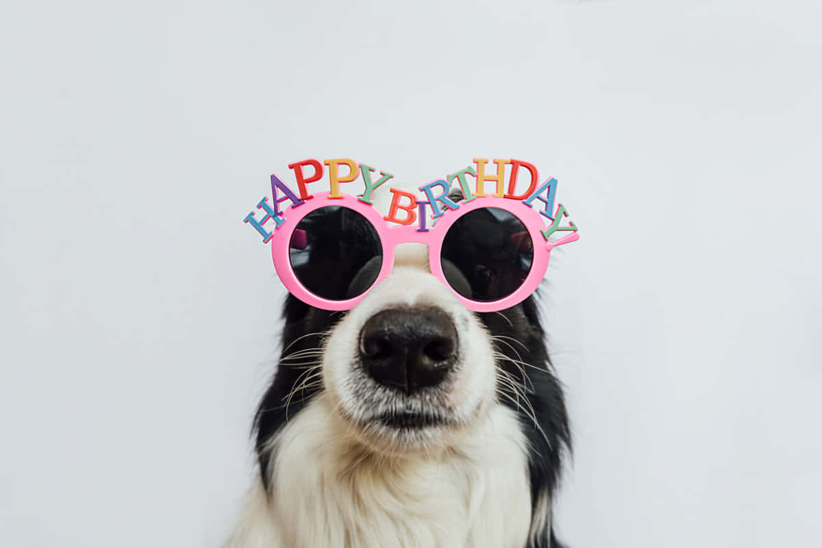 black and white dog, oversized pink sunglasses, colorful happy birthday letters, SD Desktop Wallpaper