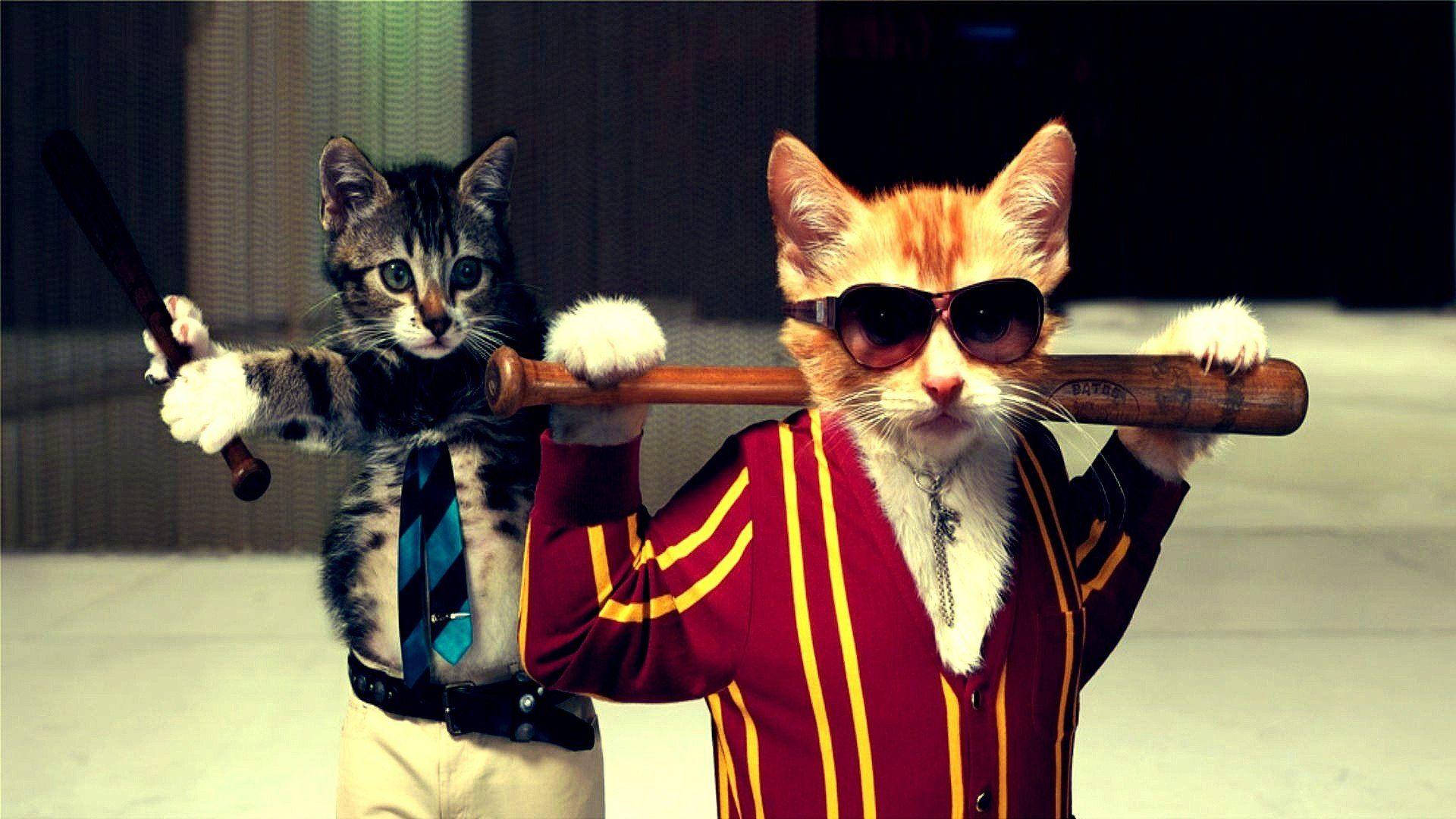 Funny Cat, anthropomorphic cats, baseball gear, Full HD Desktop Wallpaper