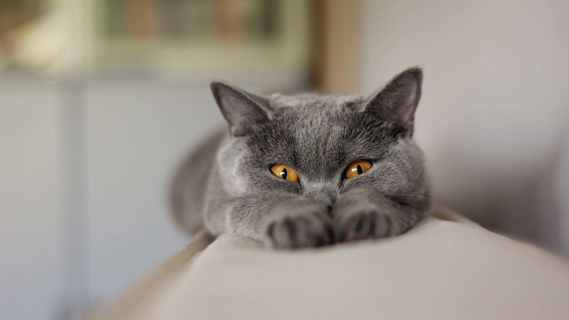gray cat, amber eyes, soft surface, Full HD Desktop Wallpaper