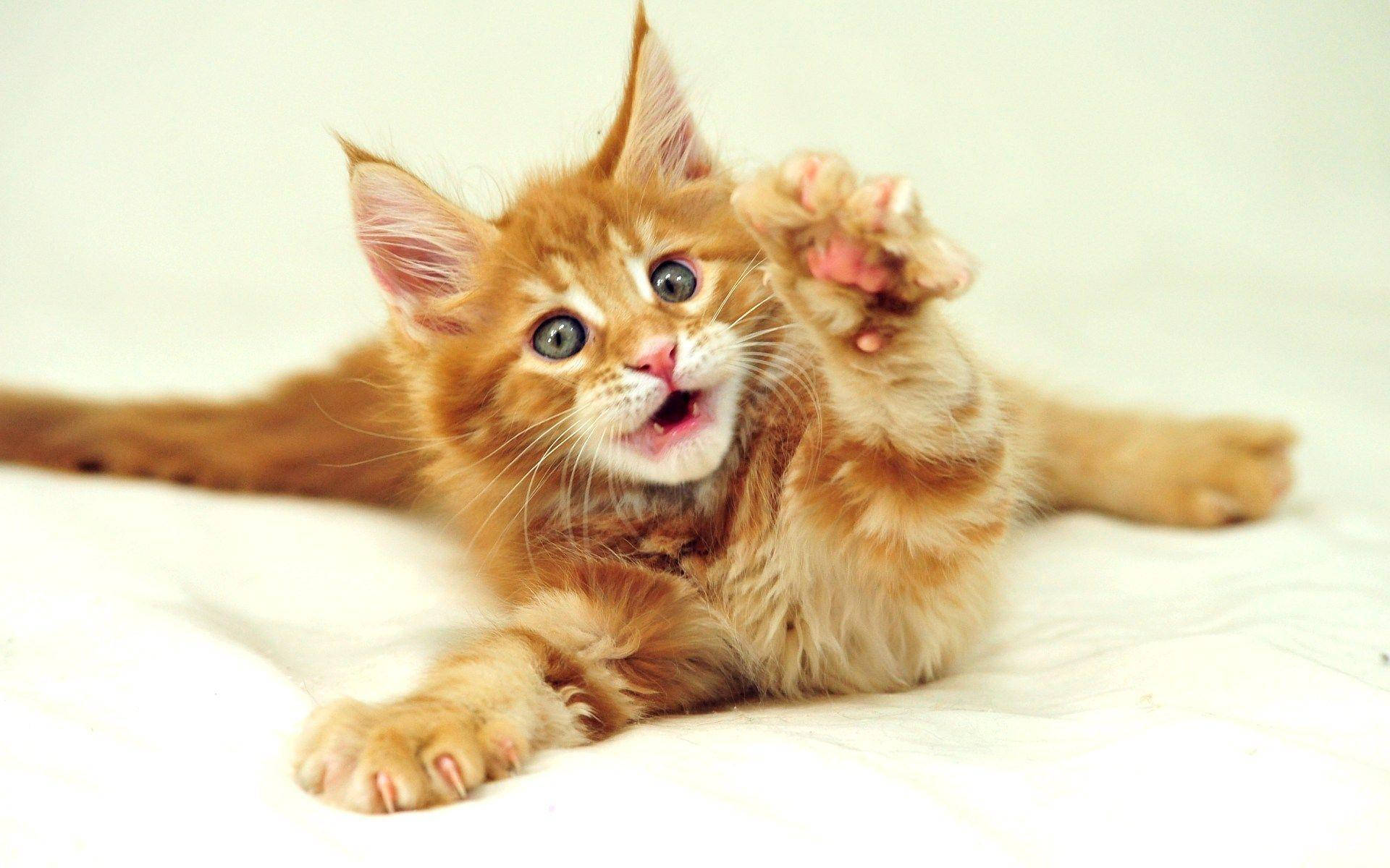 funny cat, fluffy orange kitten, wide curious eyes, Full HD Desktop Wallpaper