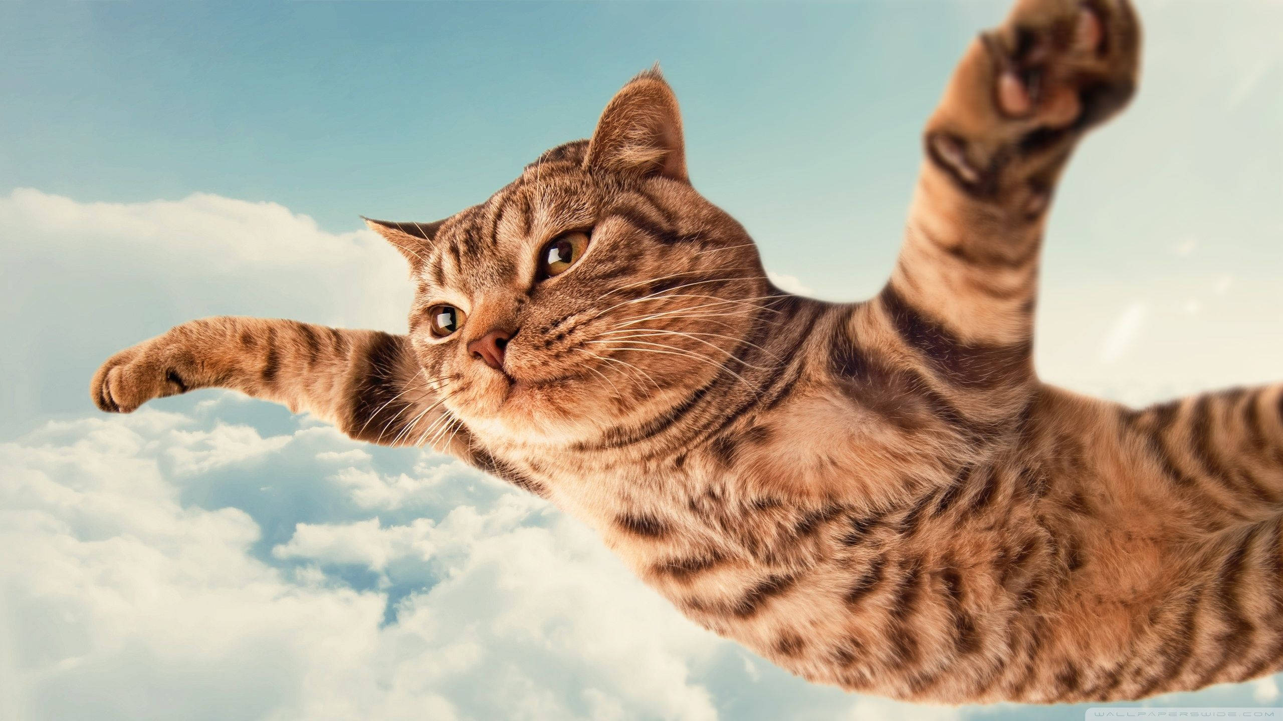 tabby cat, fluffy white clouds, soft blue sky, 2K Desktop Wallpaper
