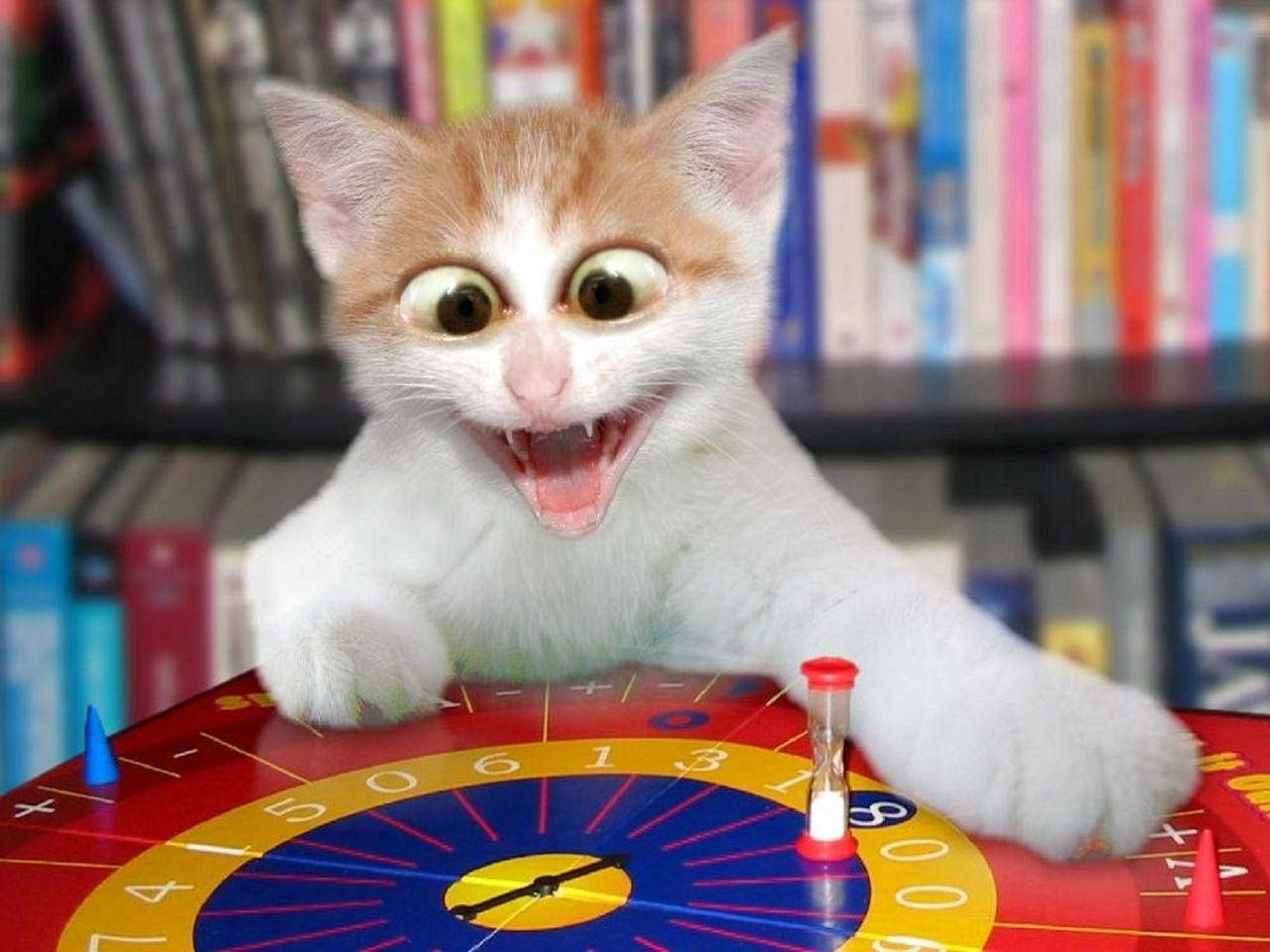 orange and white kitten, red roulette wheel, bookshelf, HD Desktop Wallpaper