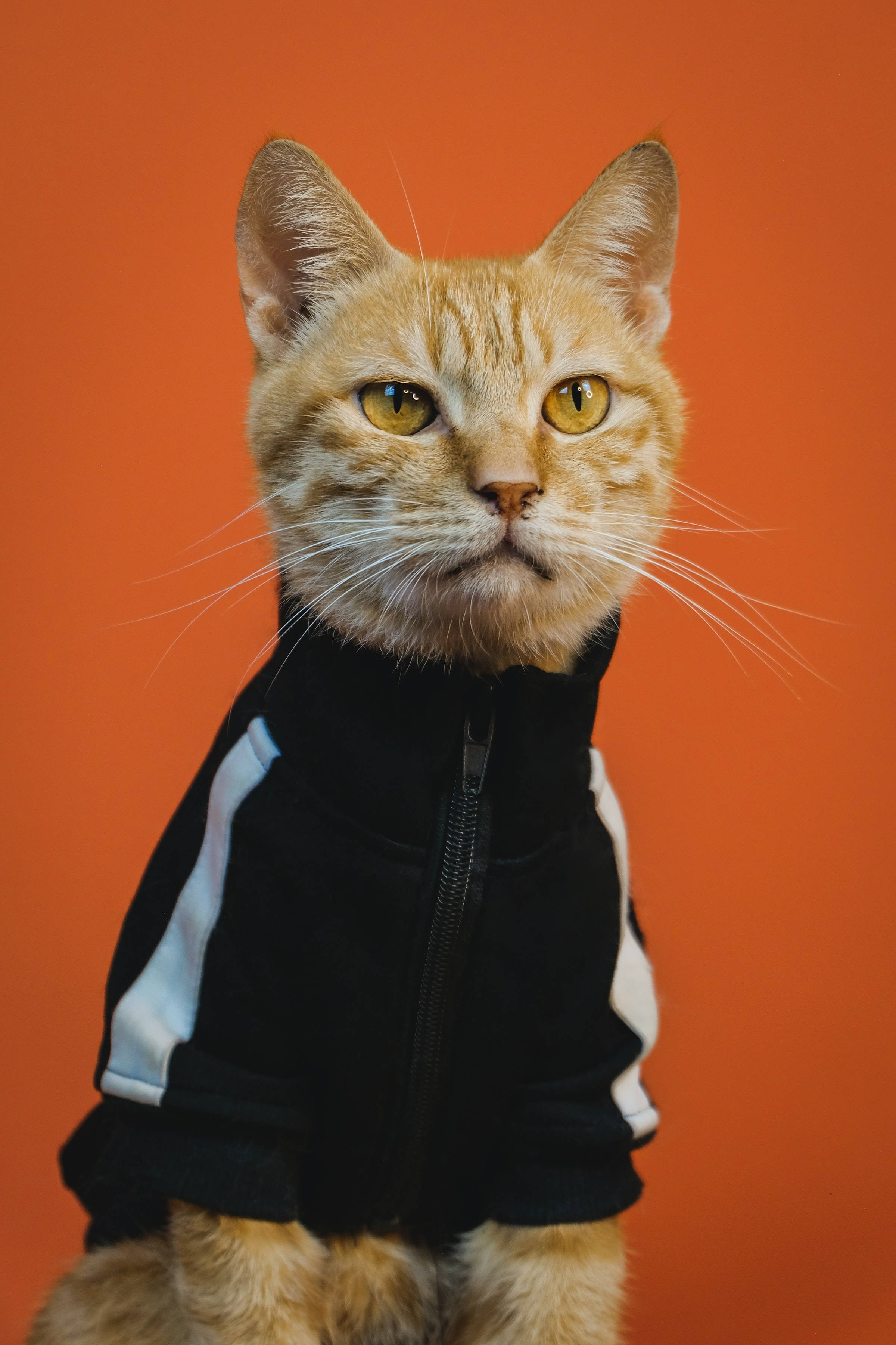 orange tabby cat, black and white zip-up jacket, solid orange background, 2K Phone Wallpaper