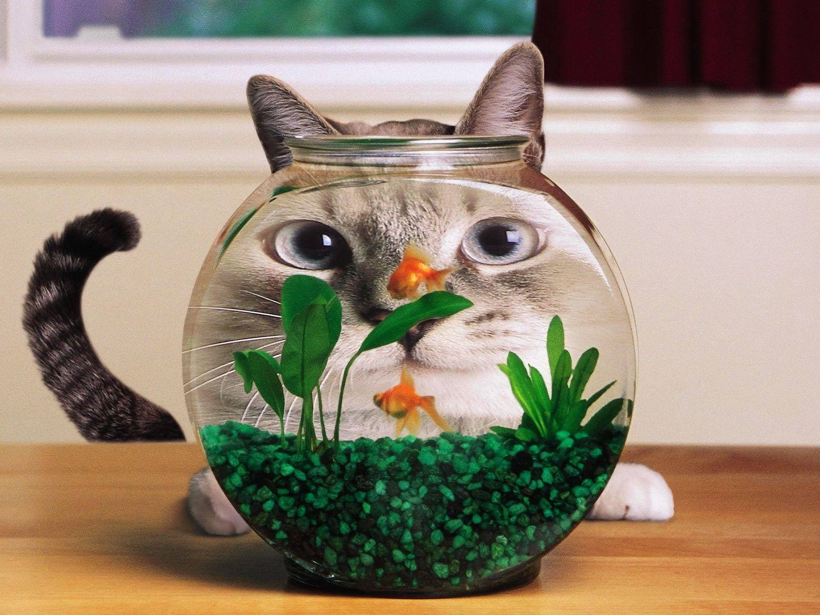 fishbowl, green gravel, plants, HD Desktop Wallpaper