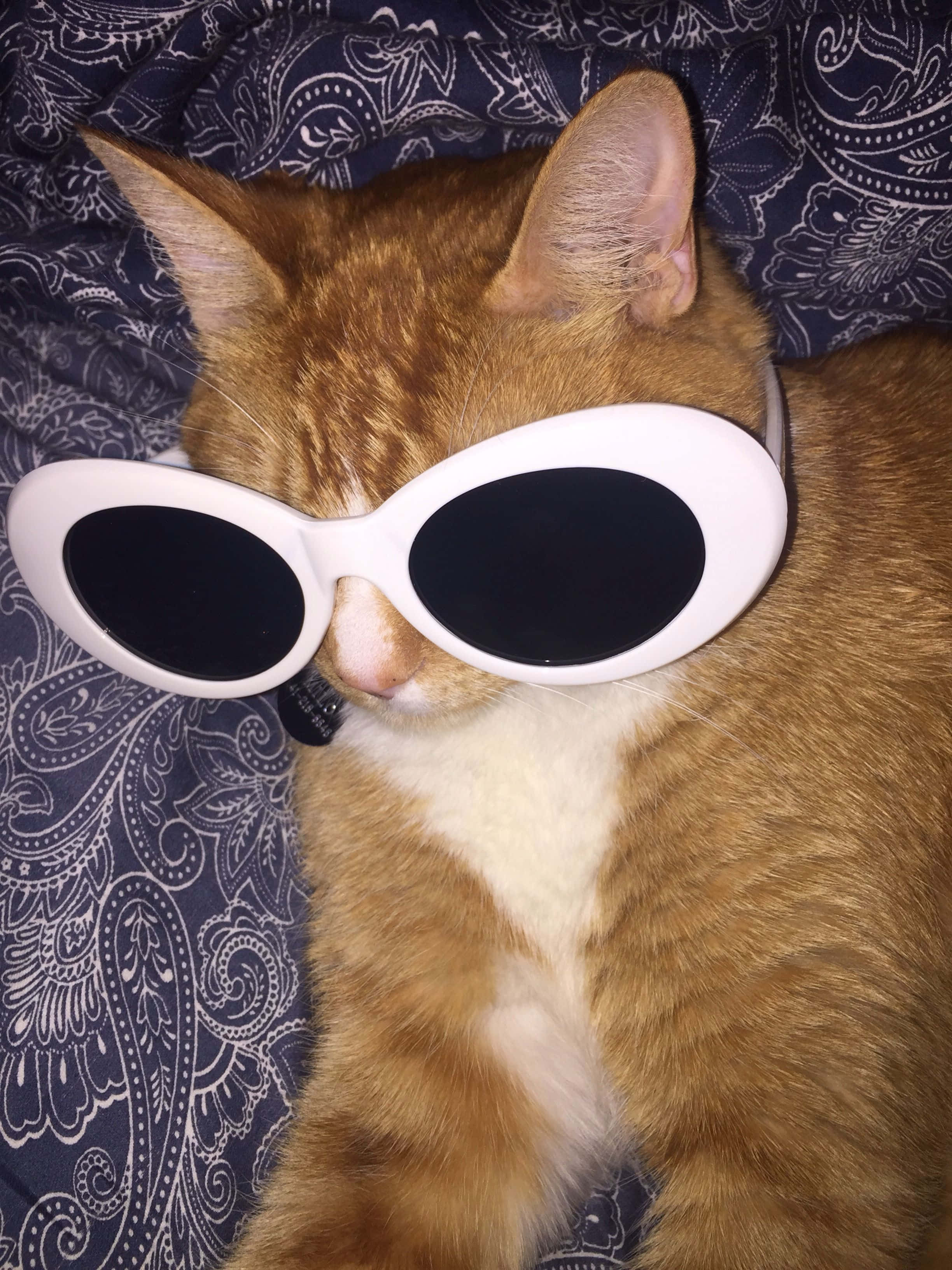 ginger cat, oversized white sunglasses, dark blue paisley blanket, 2K Phone Wallpaper