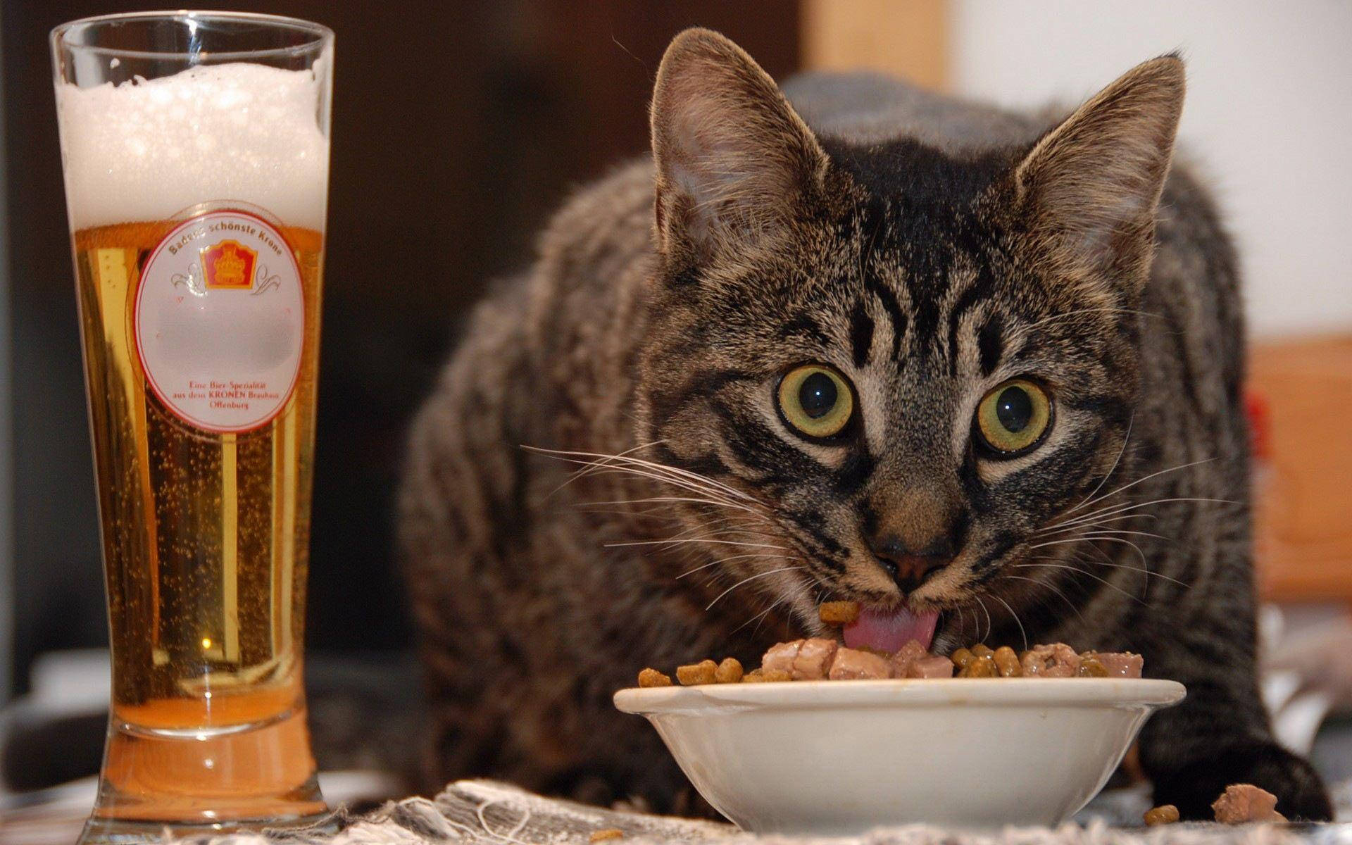 tabby cat, yellow eyes, white bowl, Full HD Desktop Wallpaper