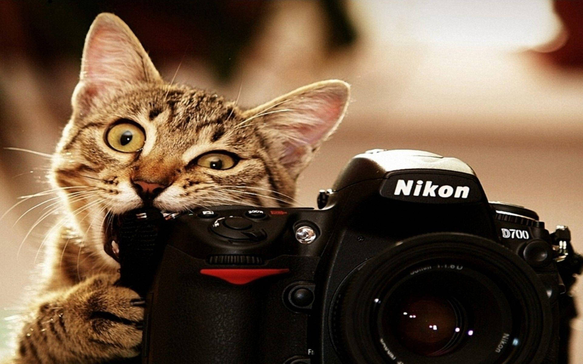tabby cat, black Nikon D700 camera, warmly lit indoor scene, Full HD Desktop Wallpaper