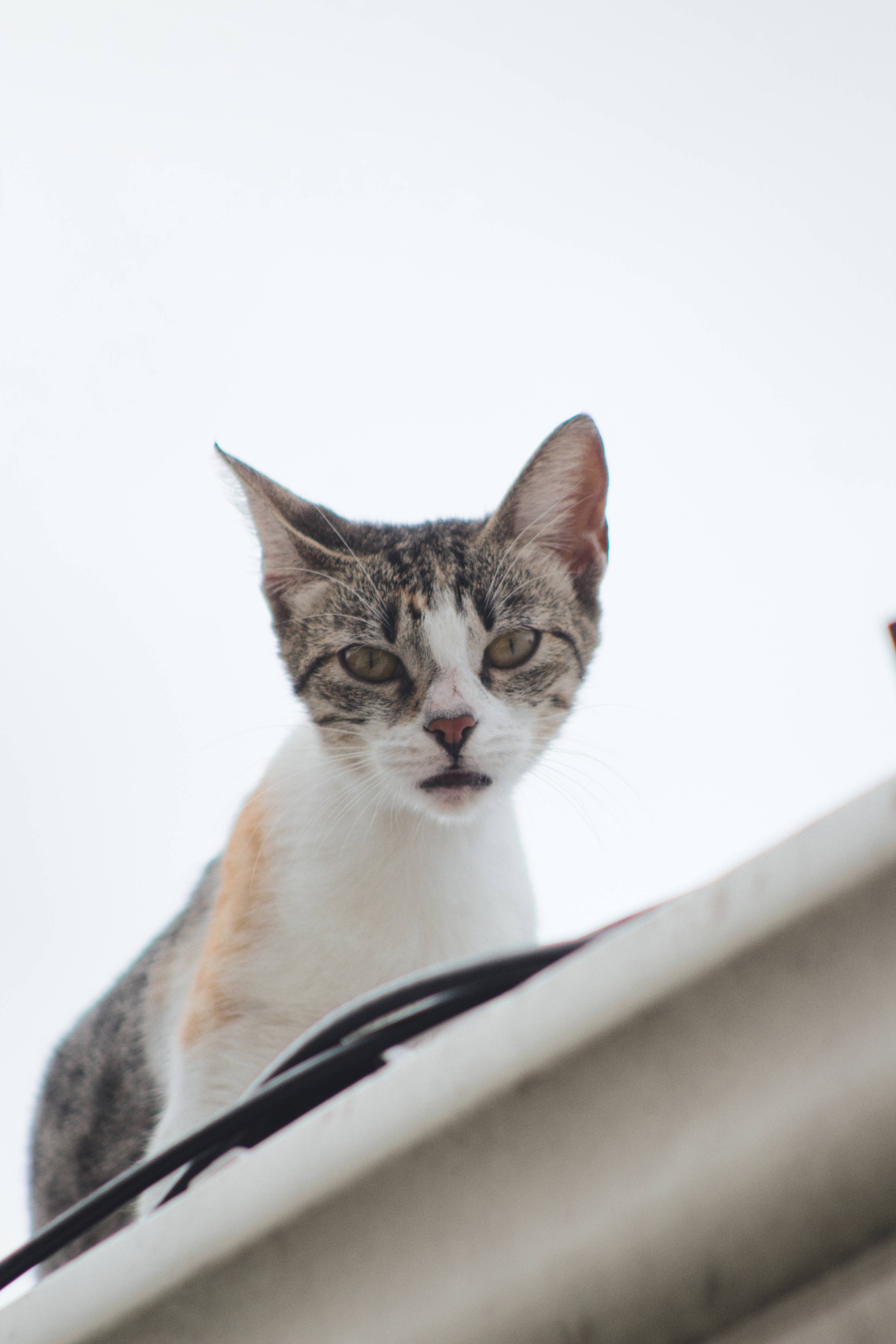 tabby cat, white and orange patches, concrete ledge, 5K Phone Wallpaper