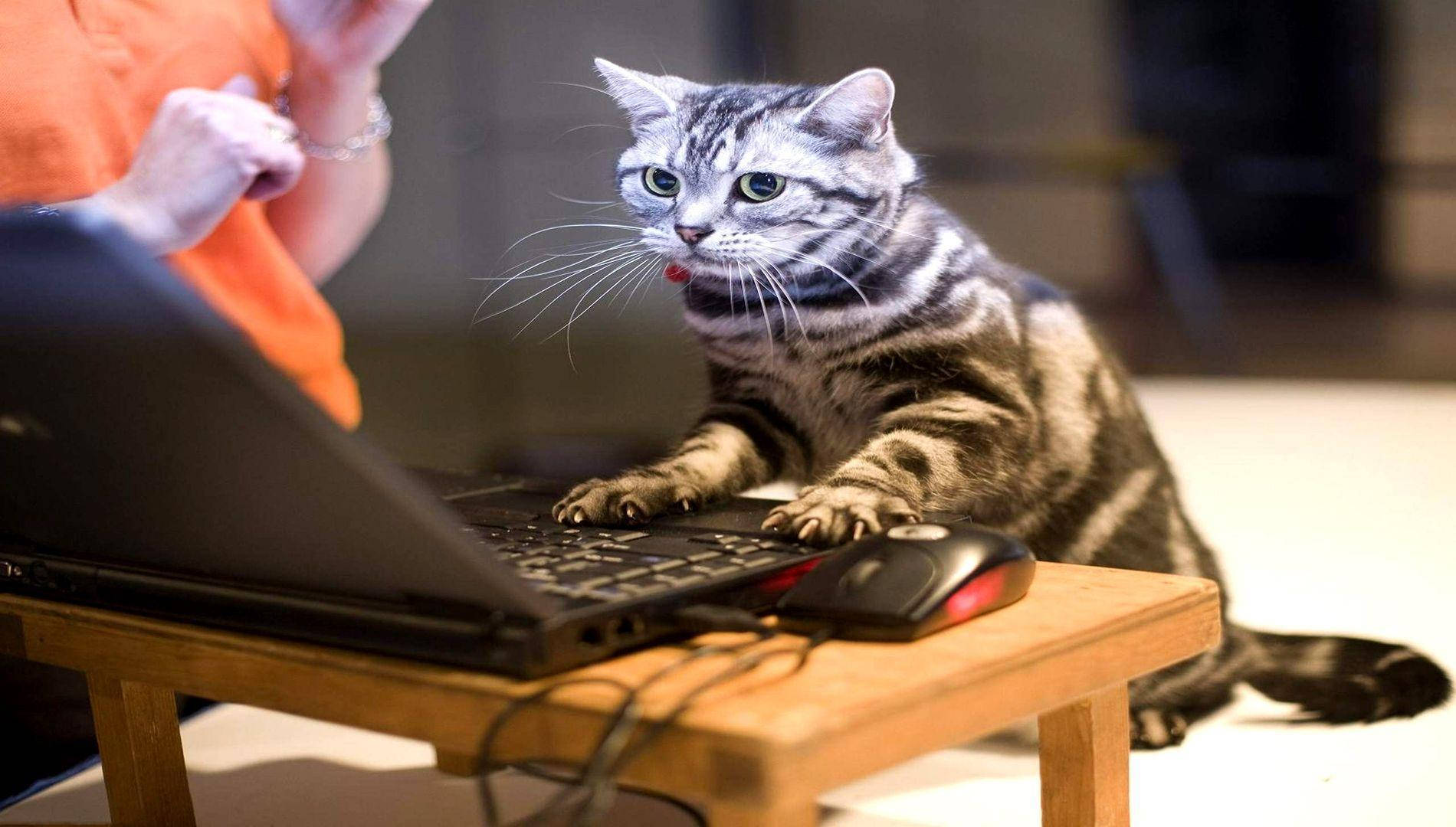 tabby cat, green eyes, laptop keyboard, HD Desktop Wallpaper