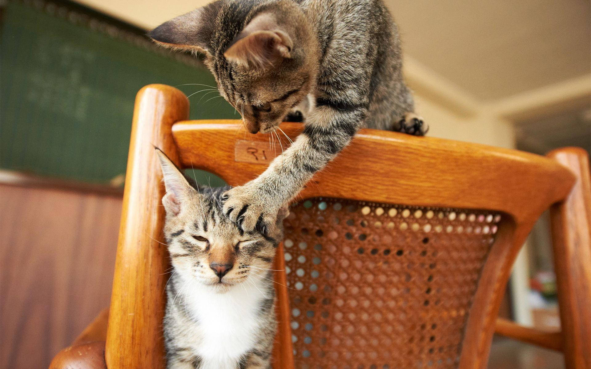 tabby kitten, another tabby cat, wooden chair, Full HD Desktop Wallpaper