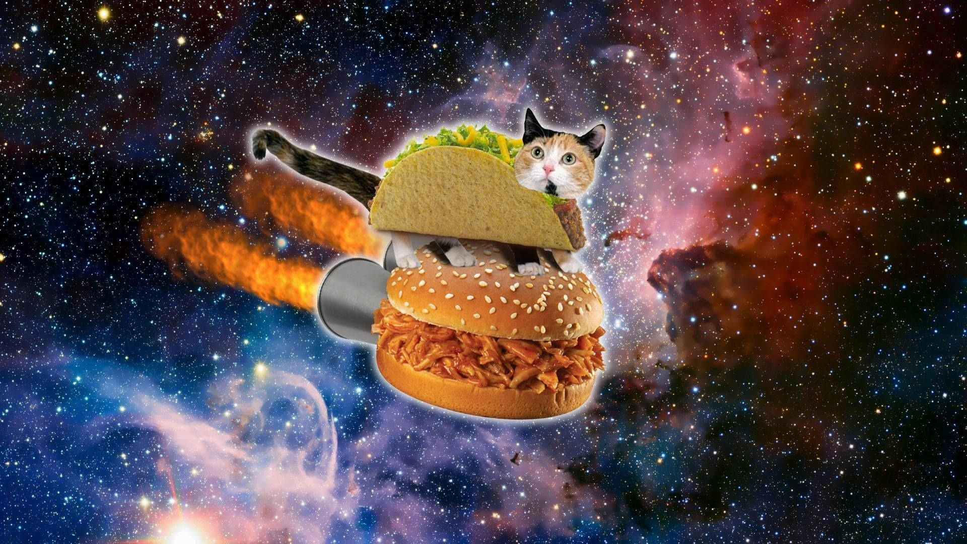 Funny Cat, taco, rocket, Full HD Desktop Wallpaper
