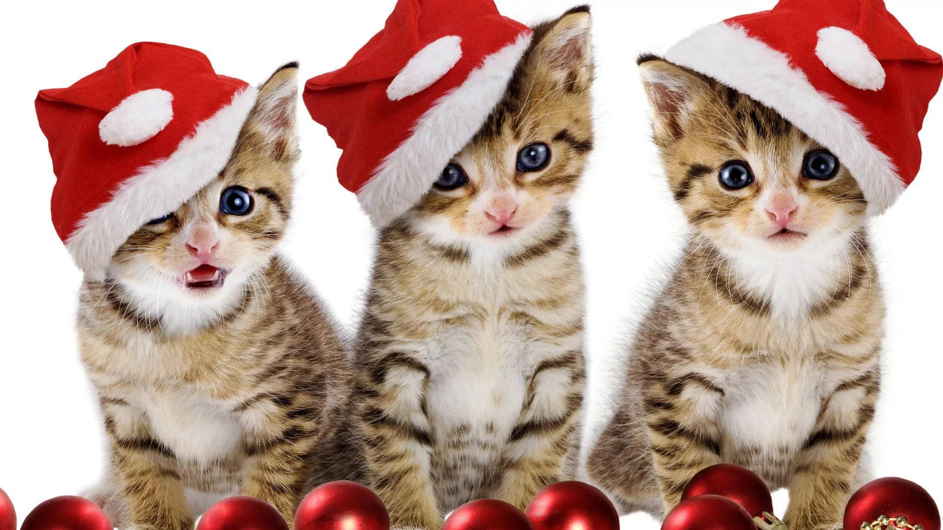tabby kittens, red Santa hats, shiny red ornaments, Full HD Desktop Wallpaper