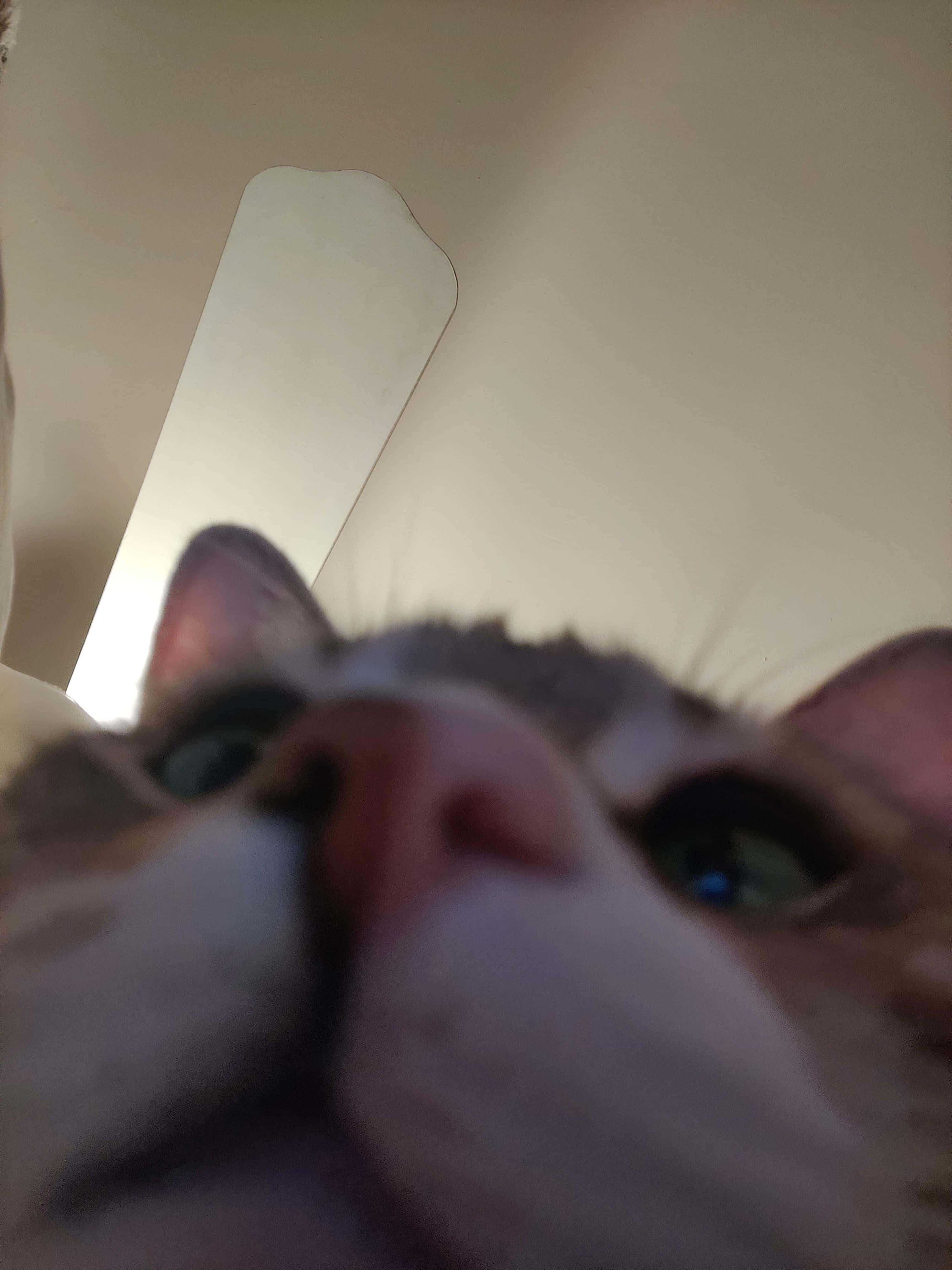 zoomed nose, green eyes, pink nose, 4K Phone Wallpaper